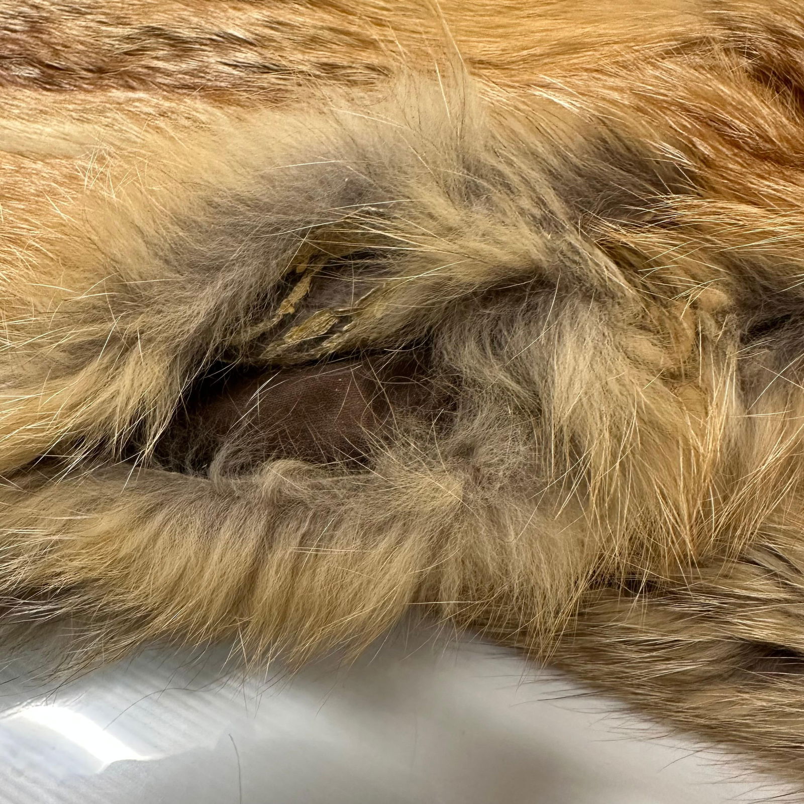 Fur Coat Red Fox - 5