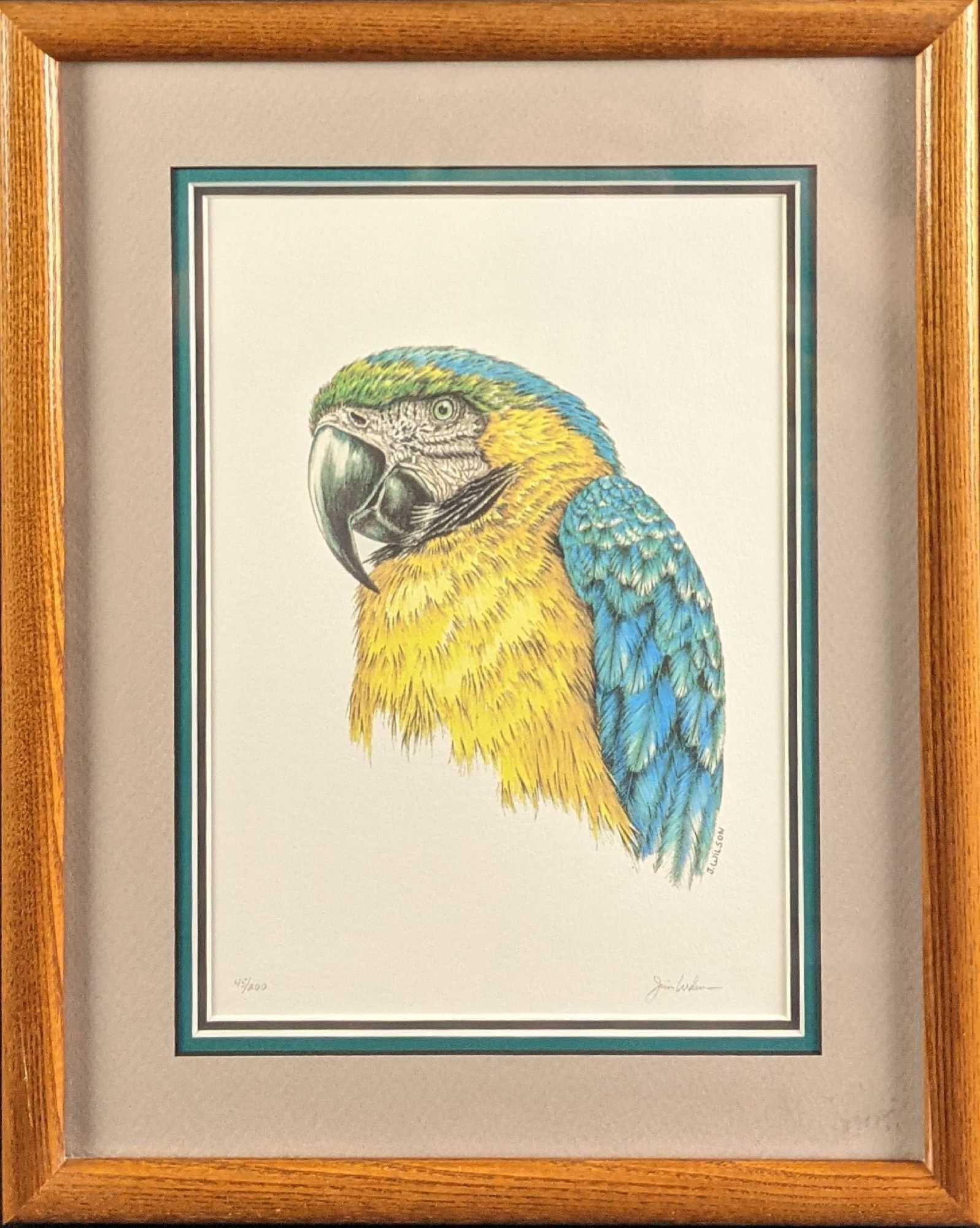 Framed Jim Wilson Signed & Numbered Parrot Print: Framed Jim Wilson Signed & Numbered Macaw Parrot Print. Is signed and numbered by the artist on the bottom of the print. The framed print is approx 12" x 1" x 15" and it weighs 2lbs.