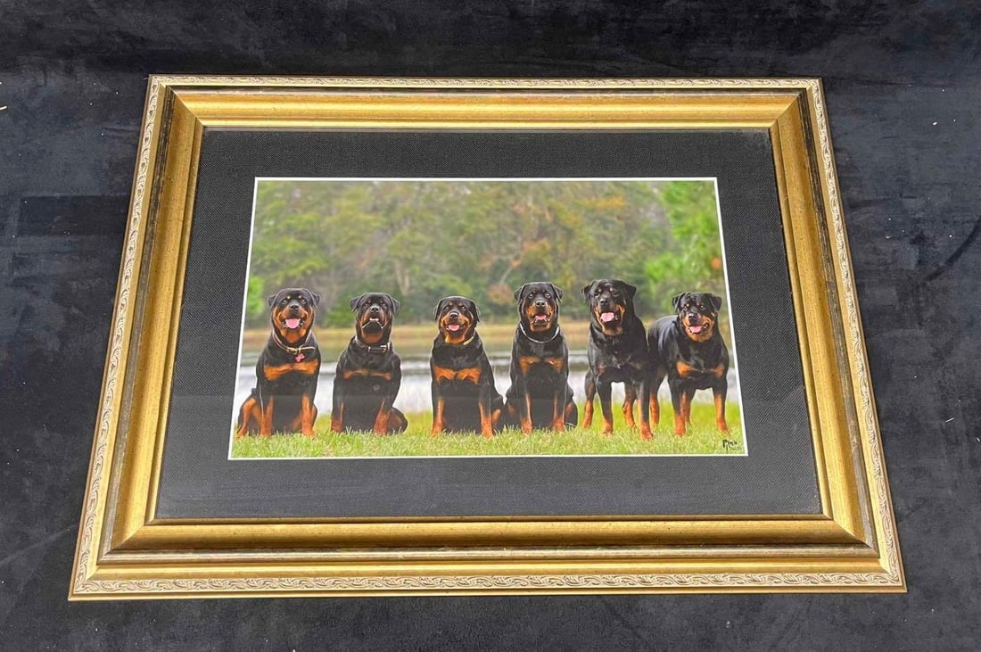 Framed Photograph Pix n' Pages High Quality Canine Event Photos By Nicky & Chuck Guthrie: This lot contains a Framed Photograph Pix n' Pages High Quality Canine Event Photos By Nicky & Chuck Guthrie. Nicola (Nicky) Dronoff-Guthrie owns Pix n’ Pages. All photographs are taken by Nicky