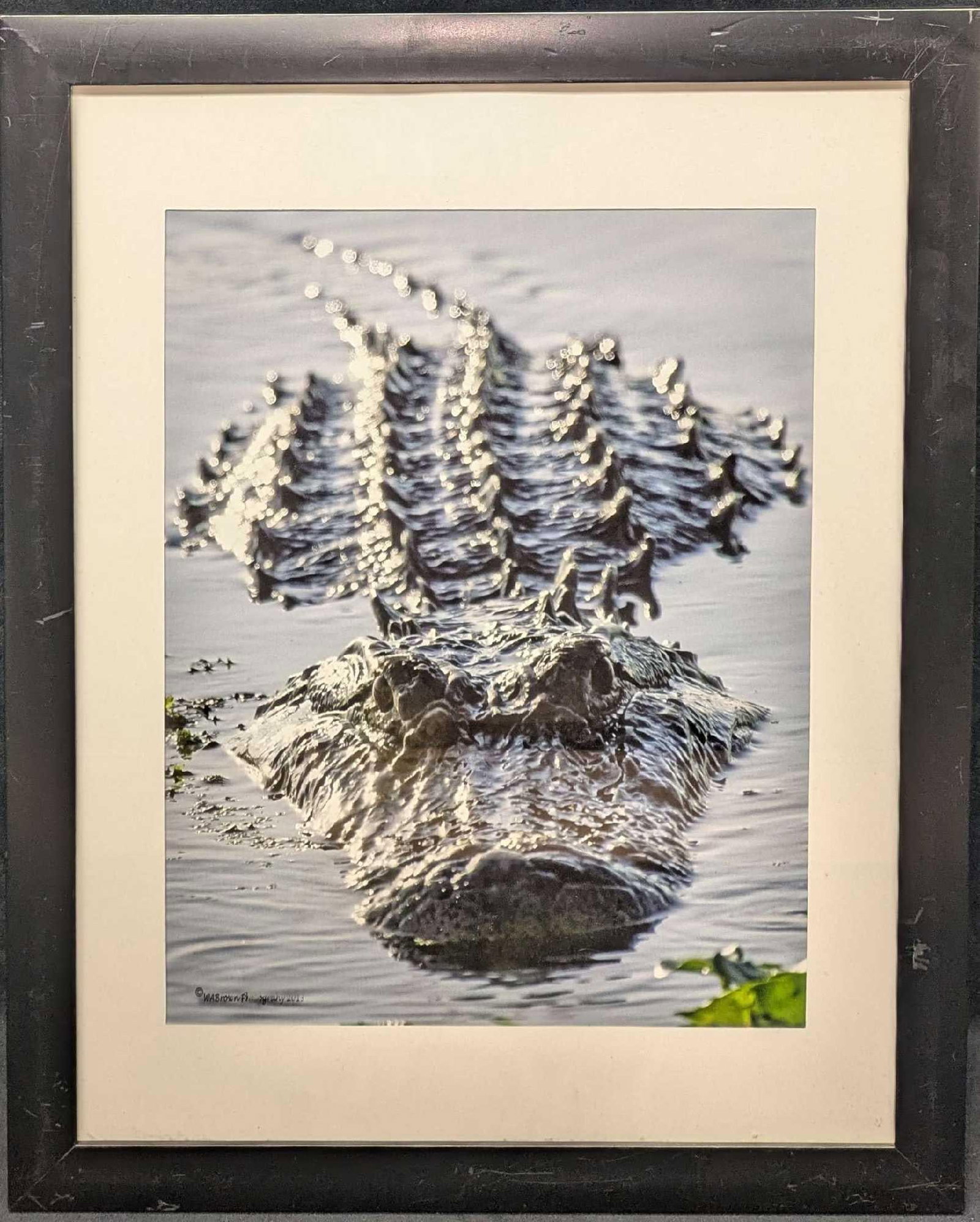 Framed Willie Andrew Brown Boss Of The Lake Gator Photograph: Framed Willie Andrew Brown Boss Of The Lake Gator Photograph. Here is a framed photo of an rather impressive alligator called, "The Boss Of The Lake" which was taken by Floridan photographer, Wil