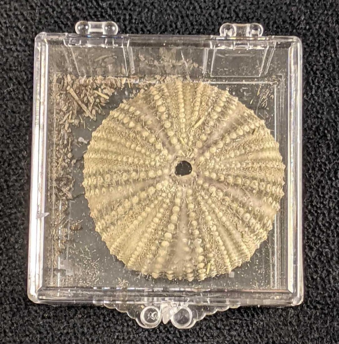 Dried Sea Urchin In Clear Display Box: Dried Sea Urchin In Clear Display Box This is a dried sea urchin. They usually live in the sea with their fishy friends, this one however is on land. This urchin is around 2in diameter. It 