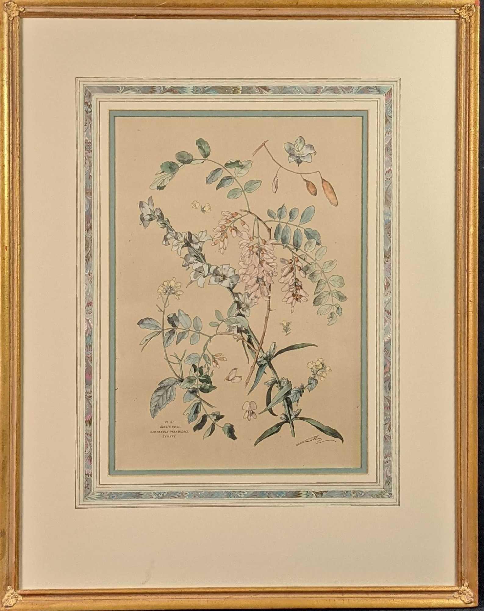 Vintage Framed Botanical Acacia Rose Print: Acacia Rose Campanule Pyramidale Sénevé Print made from Plate #51. The print was signed by the artist on the bottom right. Framed print is approx 25" x 1" x 31". The print is approx 13" x 18