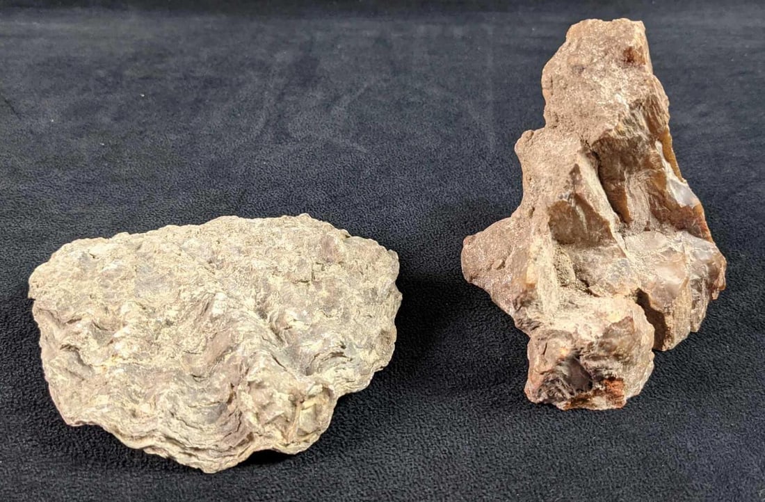 Piece Of Petrified Wood And Fossilized Oyster Shell: This lot includes: (1) Piece Of Petrified Wood. This is approx 5" x 3" x 4 1/2". (1) Fossilized Oyster Shell. This is approx 5" x 5" x 1" Both are in a good, used con