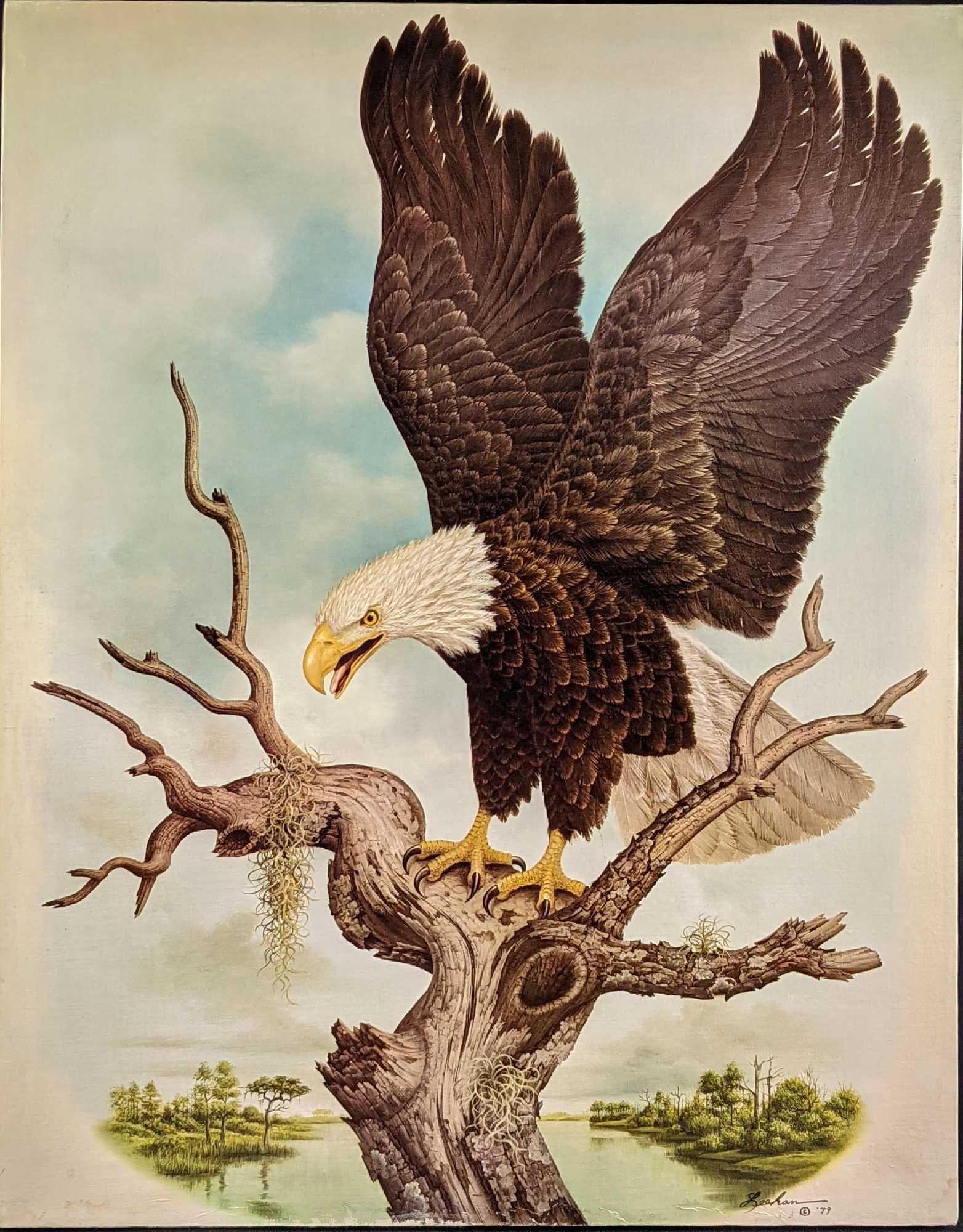 Vintage Bald Eagle Print On Canvas Leeham