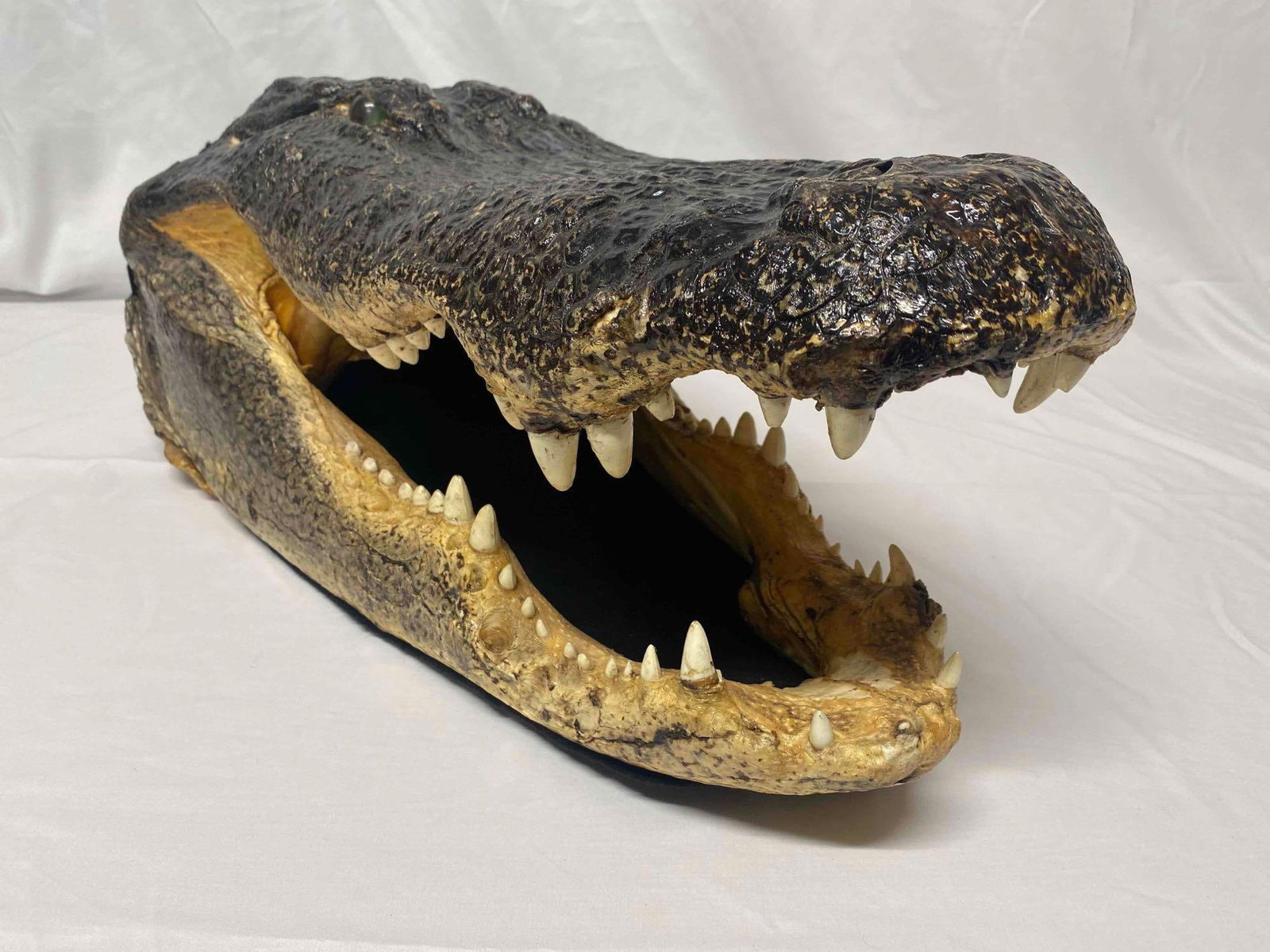 Florida Lake Okeechobee Giant American Alligator Head Mount Taxidermy: Florida Lake Okeechobee Giant 17' American Alligator Skull Taxidermy Authentic Gator Skull Very Nice Taxidermy W/ Green Piercing Mabel Eyes 24" Long 13" Wide 10" Tall 