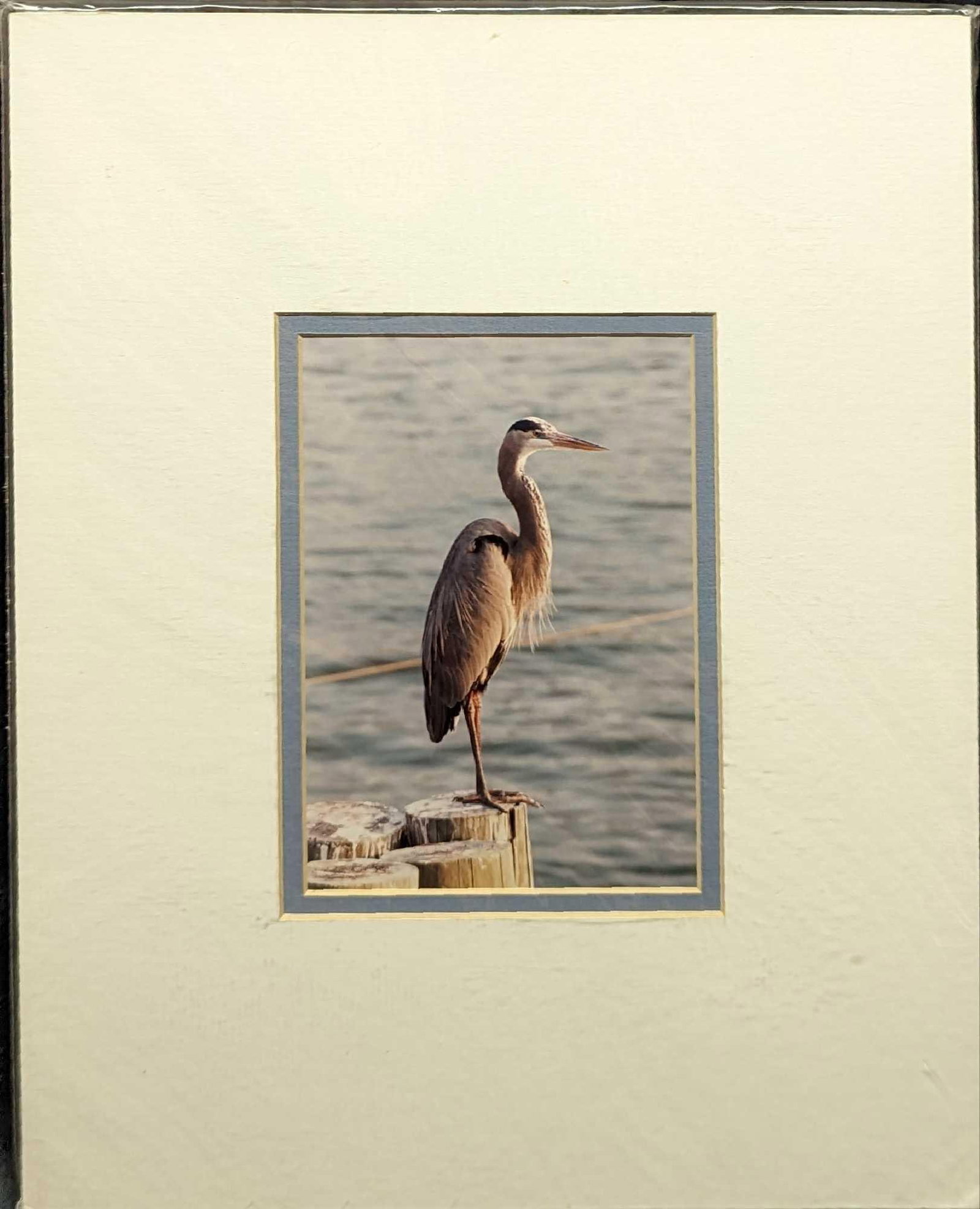 Matted Florida Tom Yetter Great Blue Heron Photo: Matted Florida Tom Yetter Great Blue Heron Photo. Here is a matted photo by Floridian photographer, Tom Yetter. The image is approx 4 1/2" x 6 1/2". With the matting, it's 11 x 14" and it weighs 0.33l