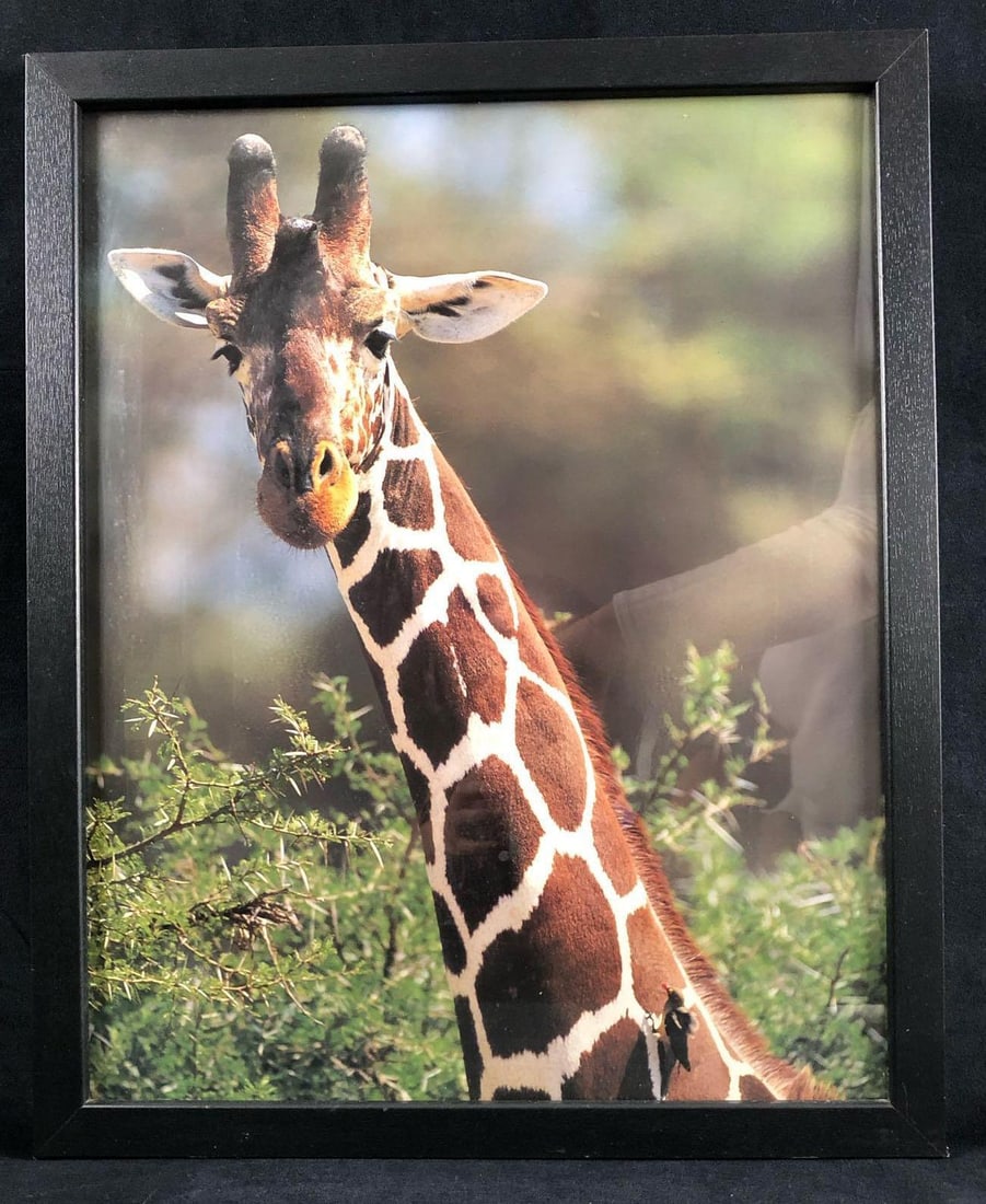 Animal Kingdom Giraffe Wild Animal Canvas Picture Wall Art Poster Print Home Decor: Animal Kingdom Giraffe Wild Animal Canvas Picture Wall Art Poster Print Home Decor. This illustration captures a glaring moment of a giraffe in the wild while a little bird takes a ride with him throu