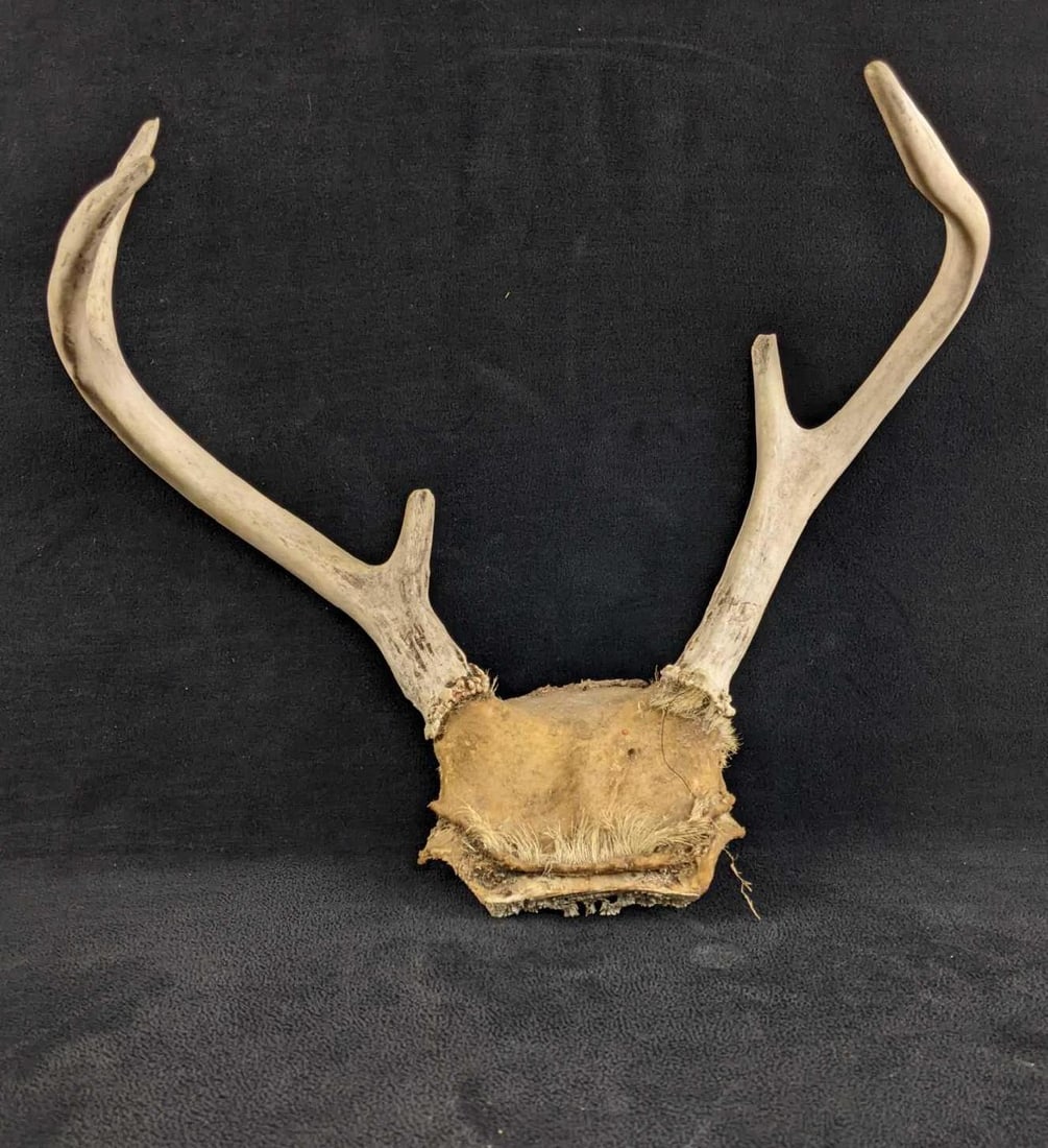 Six Pointer Buck Antlers: Six Pointer Buck Antlers This is a buck with six points. These antlers are a little light in color showing a younger age. These antlers have two damaged tips on the inner points. These would look