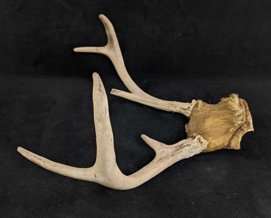 Six Pointer Buck Antlers - 2