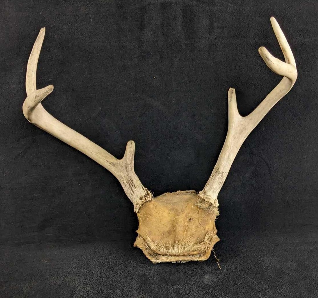 Six Pointer Buck Antlers - 3