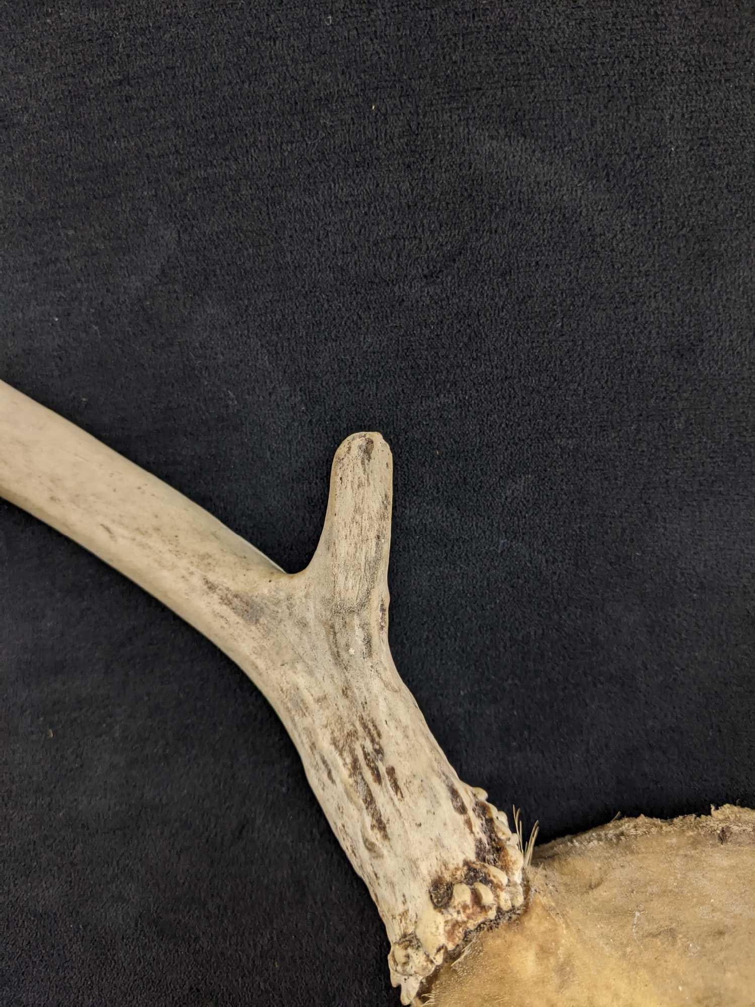 Six Pointer Buck Antlers - 4