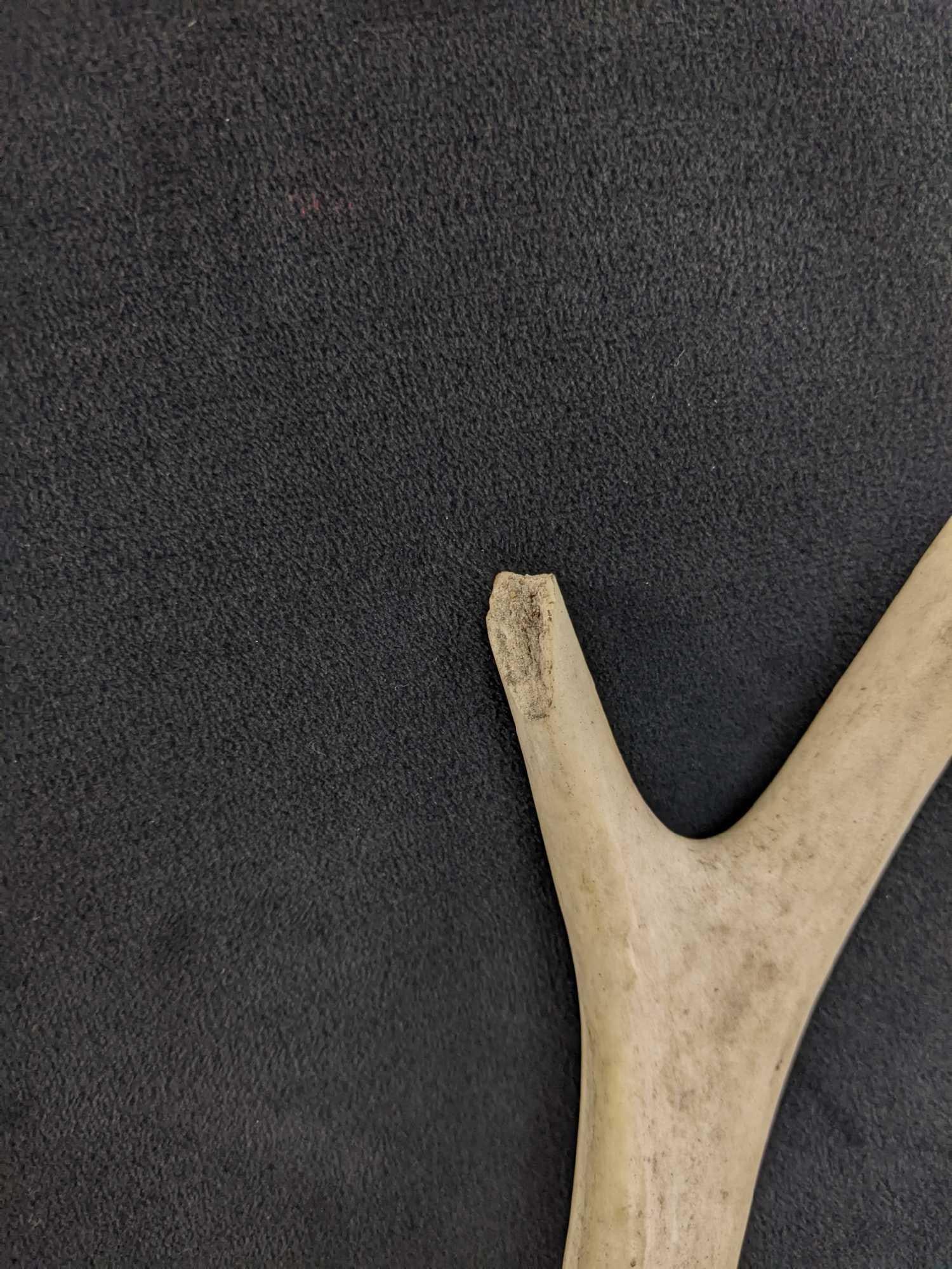 Six Pointer Buck Antlers - 5