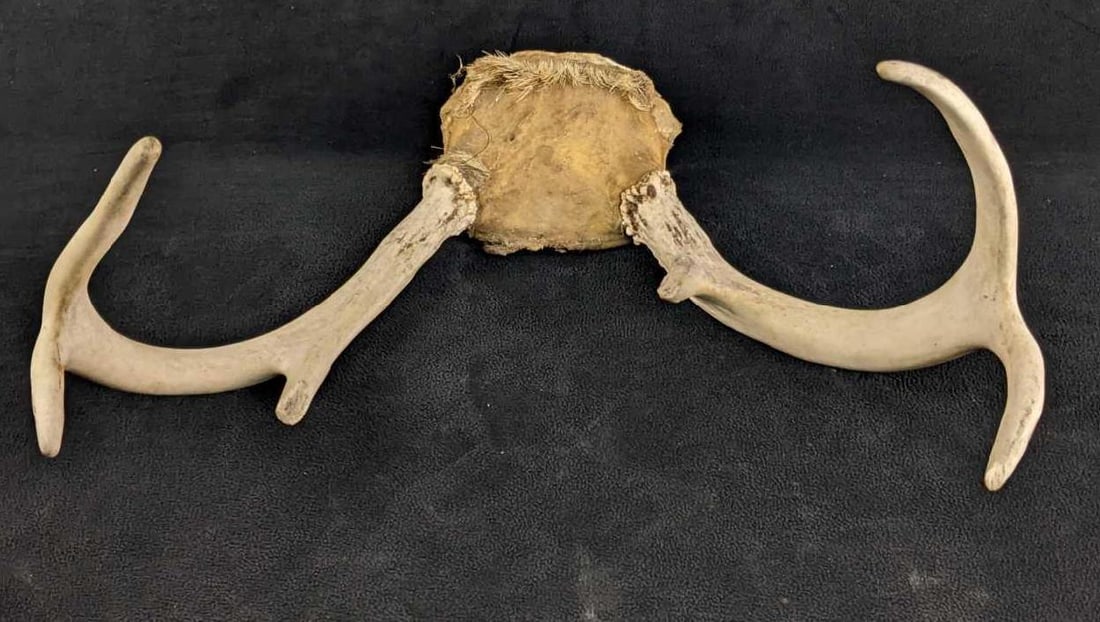 Six Pointer Buck Antlers - 6
