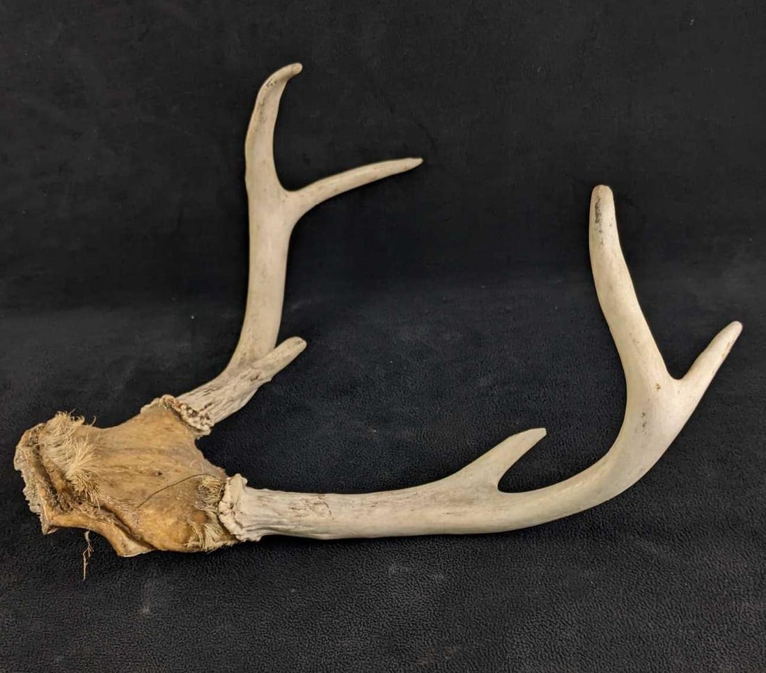 Six Pointer Buck Antlers - 7