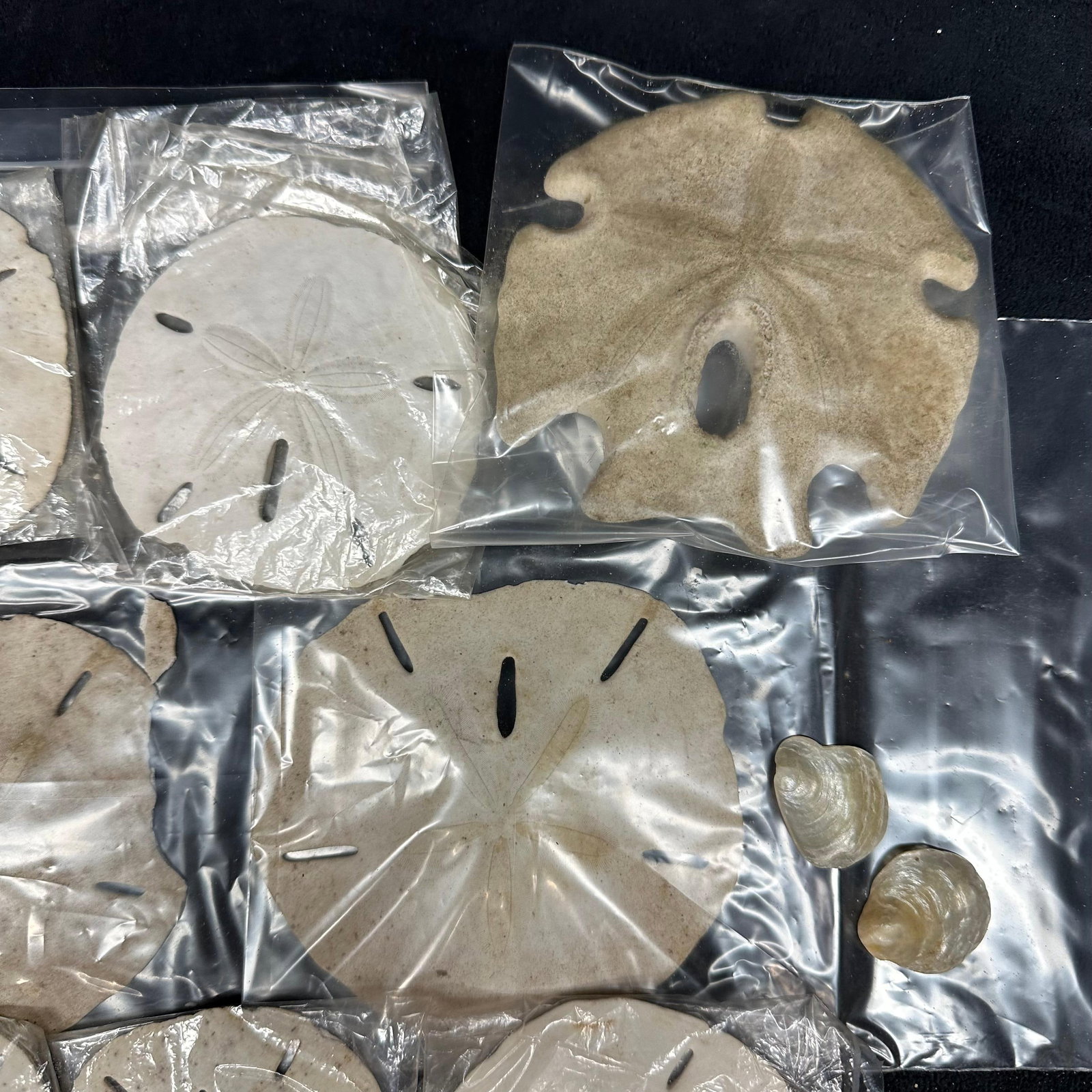 Natural Sand Dollars and Shell Collectible Assorted Lot (1 of 6)
