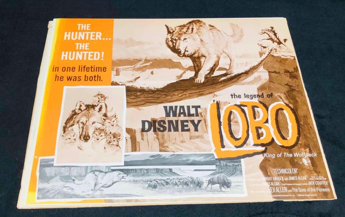 8 Lobby Cards Walt Disney The Legend Of Lobo King Of The Wolfpack 1962 (2): This lot contains 8 Lobby Cards Walt Disney The Legend Of Lobo King Of The Wolfpack 1962 (2). It is approx 11" x 14" and it weighs about 0.3lbs. Overall the set is in good used condition with som