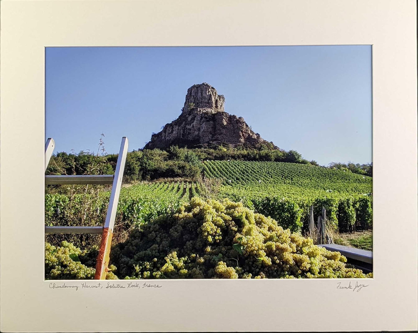 Matted Frank Juge Chardonnay Harvest Photo: Matted Frank Juge Photograph . The matted photo is approx 20" x 16" and it weighs 0.54lb. The image is approx 15 1/2" x 11 1/2". The matted photo is in a good, unused condition with some creases on th