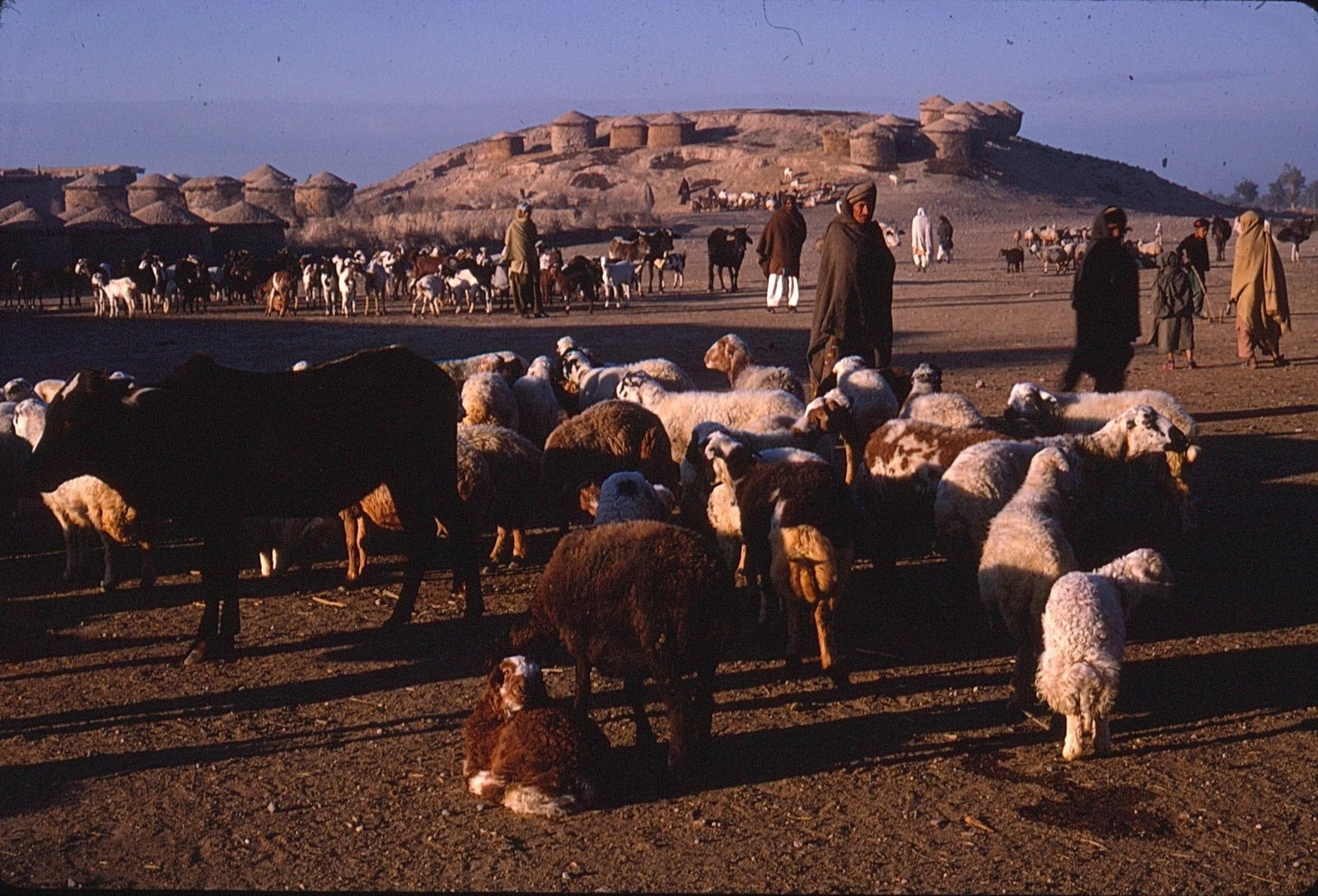 Kodachrome Photo Slide and Digital Print Set Shepherds with Flock Rural Village Scene: Original vintage Kodachrome slide and digital prints depicting shepherds with a large flock of sheep and goats in a rural village setting. The image captures traditional herding life with people,