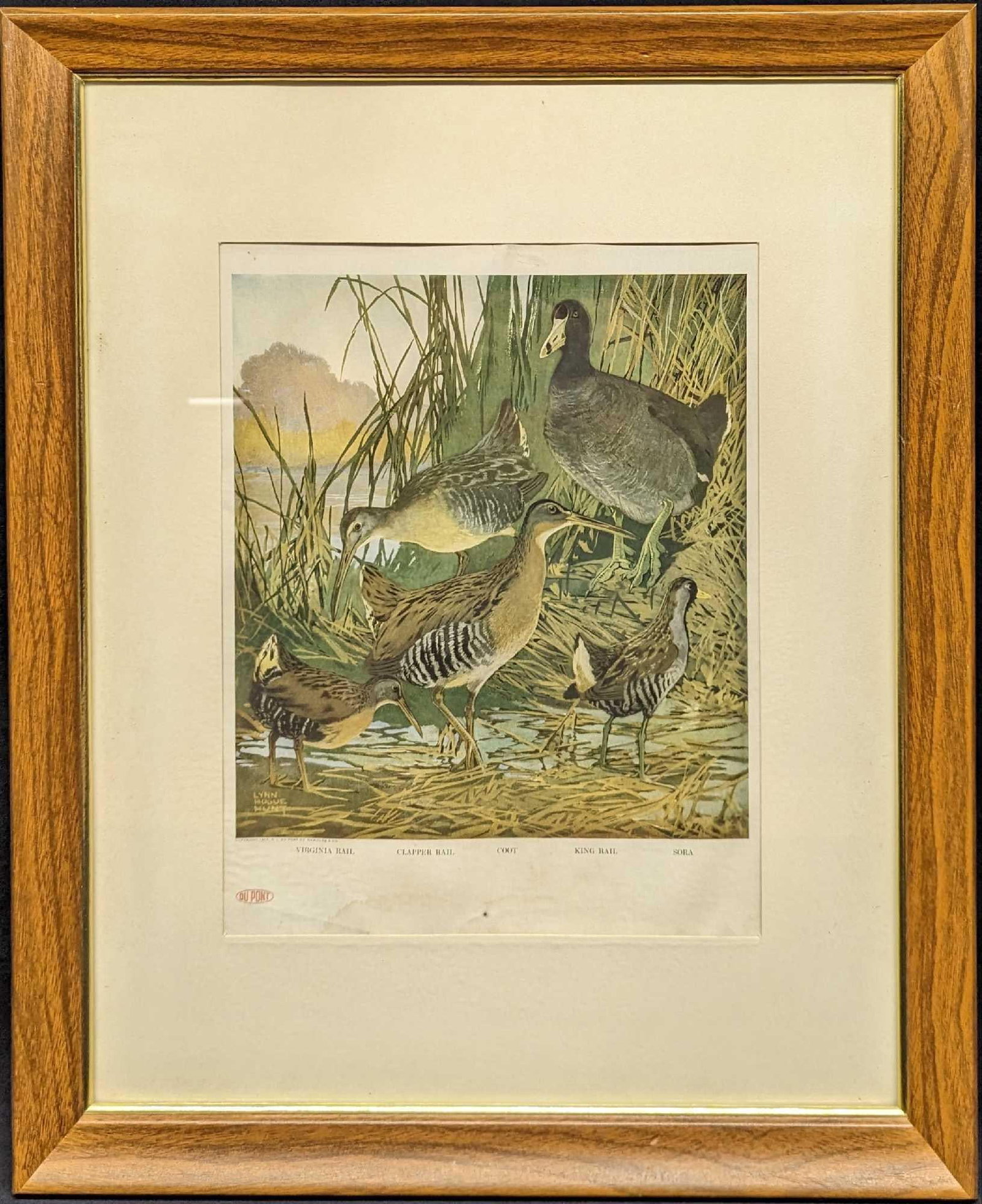 Vintage Framed Virginia Rail 1917 Du Pont Art Print (1 of 6)