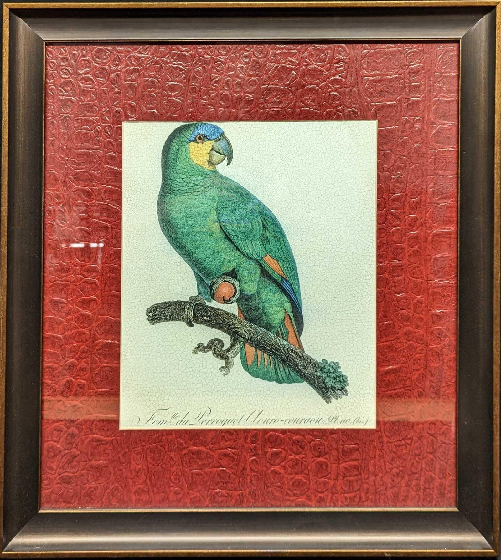 Orange Winged Parrot Framed Fine Art Print: Orange Winged Parrot Framed Fine Art Print Pictured is a beautiful framed reproduction print of an Orange Winged Parrot from the Natural History of Parrots (1801—1805) by Francois