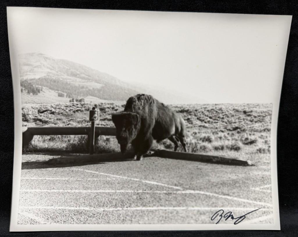 Buffalo Parking Silver Gelatin Print Yellowstone: "Buffalo Parking" Silver Gelatin Print Yellowstone Silver gelatin print measuring 8x10 inches of Buffalo Parking signed "B. McCoy" by the photographer. The print was enlarged from the 