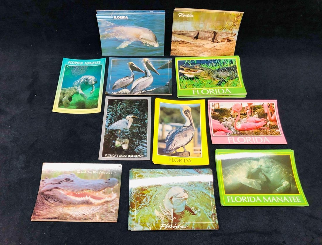 Over 100 Postcards Of Florida Wildlife: This lot contains Over 100 Postcards Of Florida Wildlife. Florida is home to an array of animals these postcards feature dolphins, Gators, Manatees, a Great Blue Heron, a Brown Pelican 