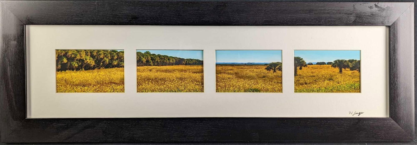 Framed Frank Juge Swamp Sunflowers Photos: Framed Frank Juge "Swamp Sunflowers" Photos. This framed set of photos was originally displayed at the "Sanford Art Walk" at Sanford, Florida. The framed set of photos is approx 33 1/2" x 3/4" x 11