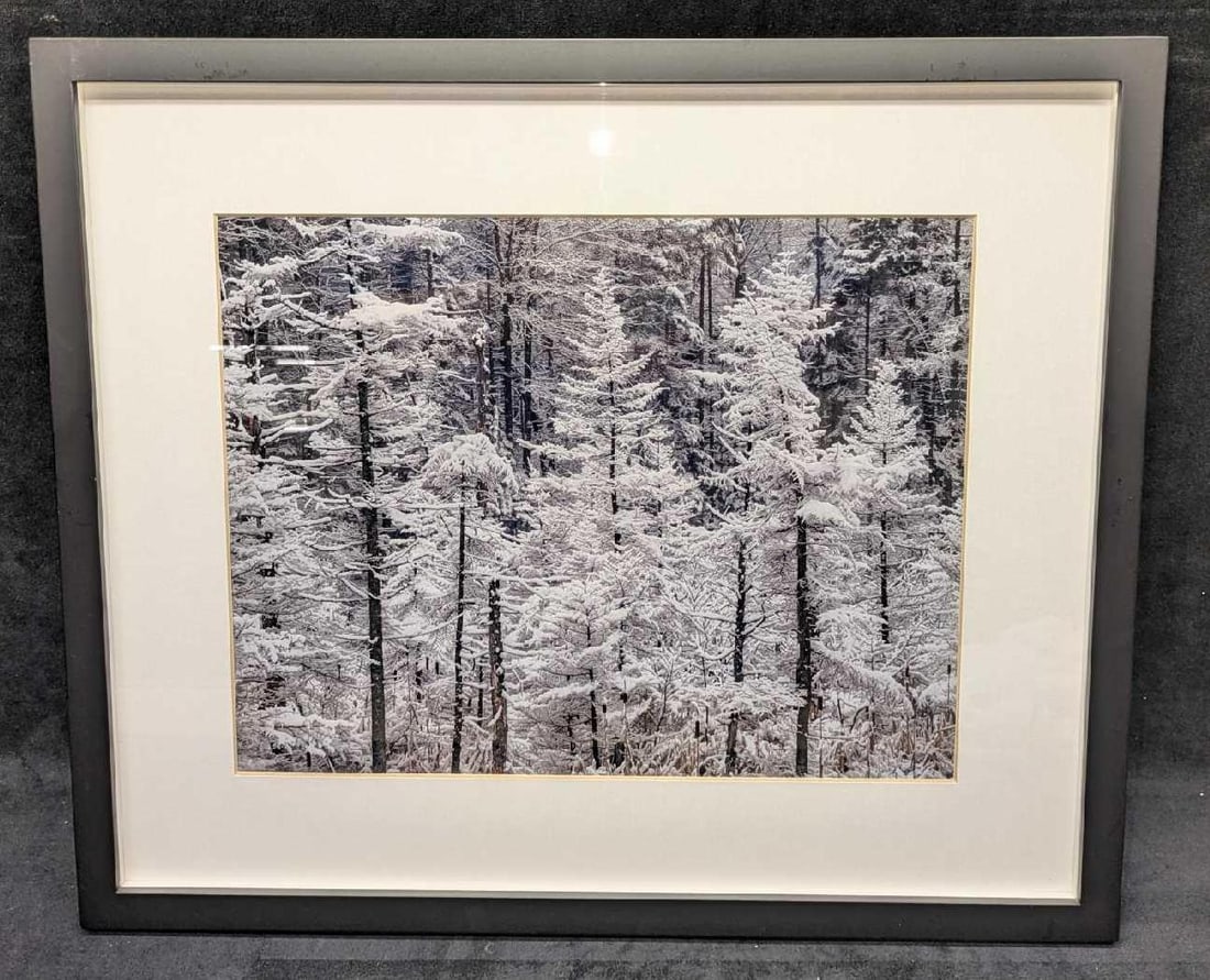 Framed Pine Forest In The Show Photo: Framed Pine Forest In The Show Photo. The photographer did not sign the photo, nor was there any name attached to the photo. This photo was printed on professional Kodak Endura Photo Paper. The framed