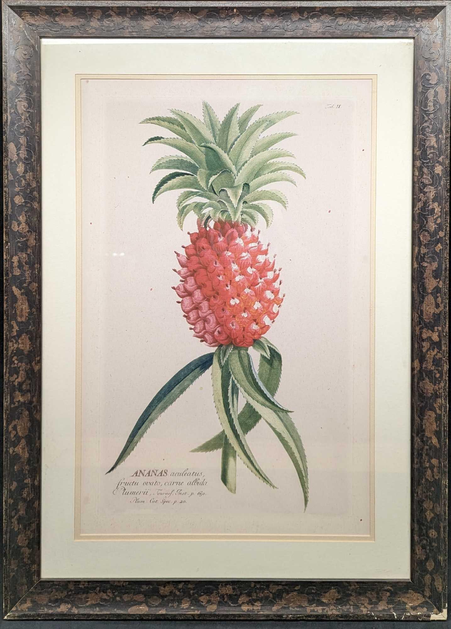 Framed Georg Dionysius Ehret Ananas Print: Framed Georg Dionysius Ehret Ananas Print. The framed prints are approx 22 1/2" x 1" x 31 1/4" and it weighs 8.4 lbs. The frame has markings and chips. Please see the images as they are part of the
