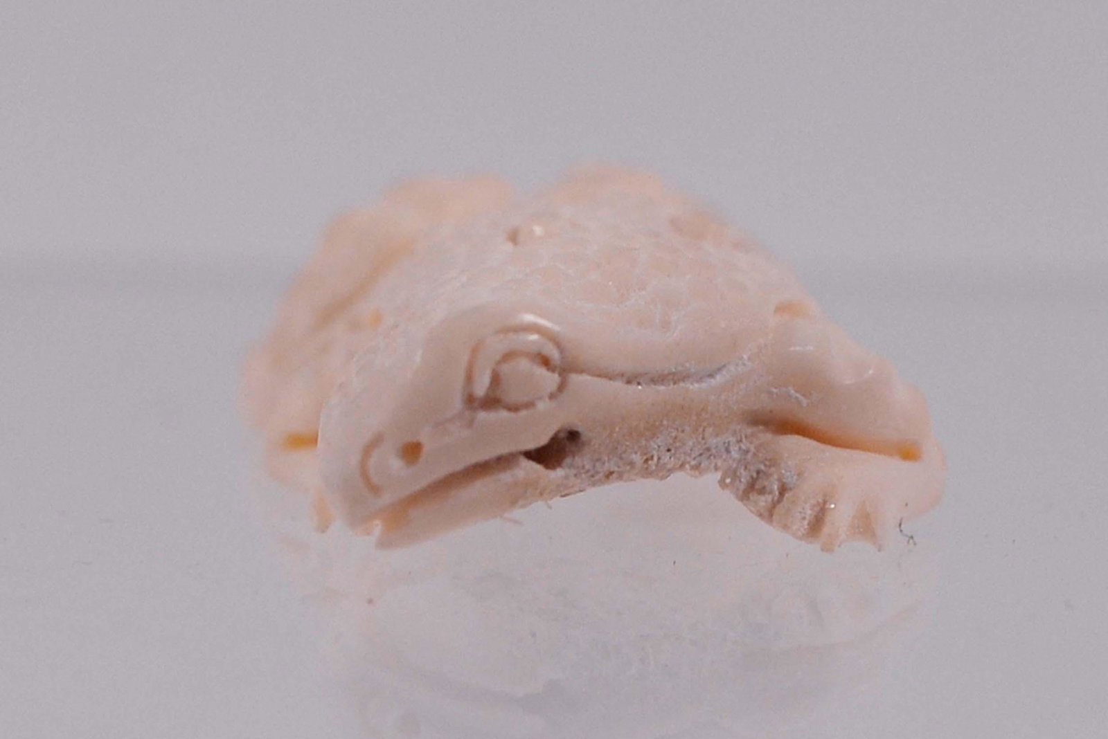 Netsuke frog - Début XXème: Netsuke frog (Début XXème) Description: Bone netsuke, unsigned Dimension (PO): 1 1/4" x 1" x 1/4" Dimension (CM): 3.17 x 2.54 x 0.63 cm Condition report: Upon request, We will gladl