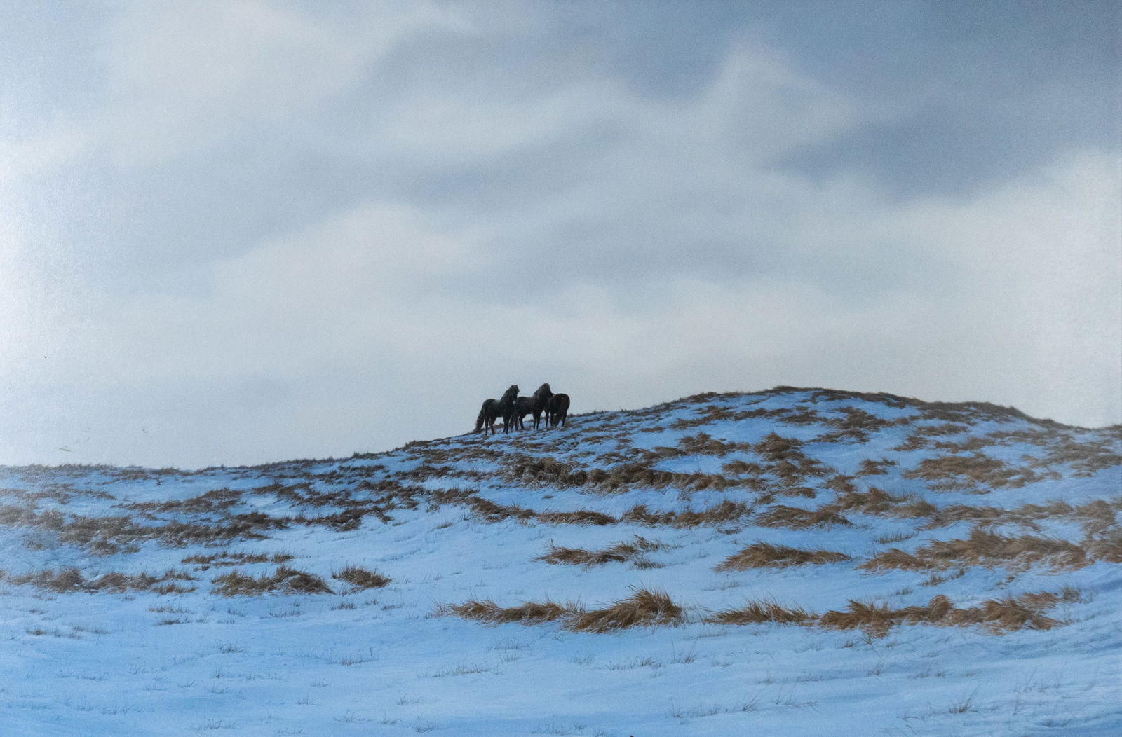 Pretty, LLoyd - Sable Island Ponies - 1985 (1 of 4)