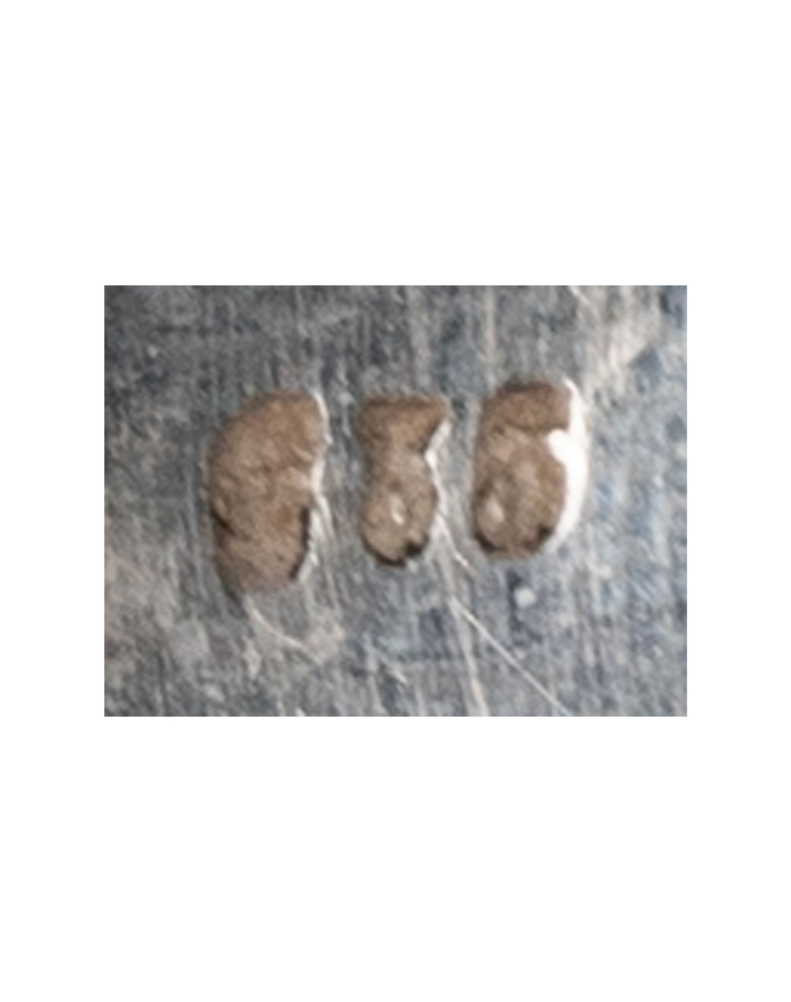 Sterling Silver Fossilized Coral Ring - 5