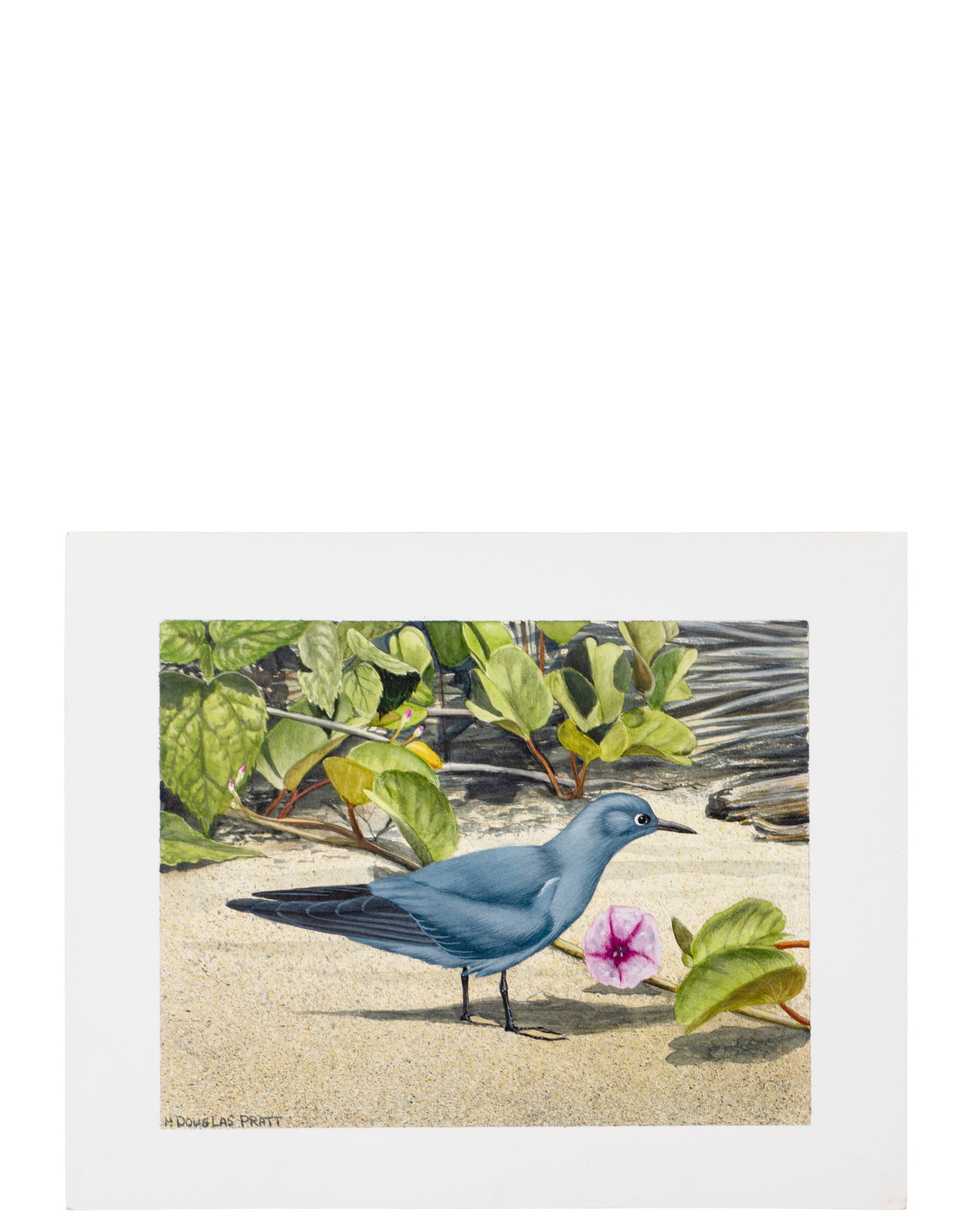 Pratt, Douglas H. - "Birds of the Marshall Islands": Pratt, Douglas H. (1944-) "Birds of the Marshall Islands" Gouache sur carton signée en bas à gauche Dimension: 7.5" x 9" 19 x 22 cm ------------- Pratt, Douglas H. (1944-) "Birds of the