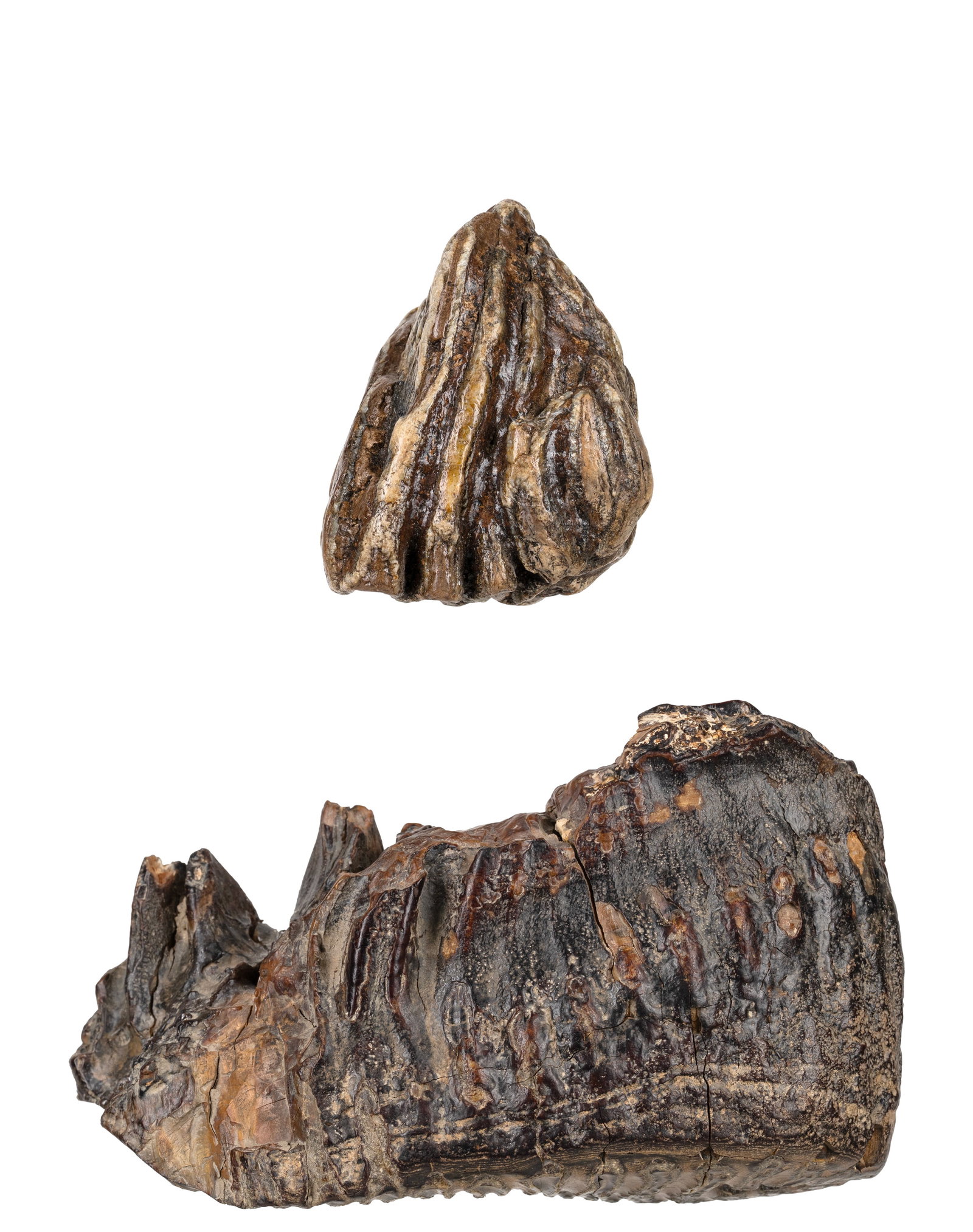 2 fossil Mammoth Teeth: 2 dents de mammouth fossiles Poids 1347 et 270 grammes Dimension: 4 1/2" x 7" x 2 1/2", 2 1/2" x 3" x 2 1/2" 11 x 17 x 6 cm, 6 x 7 x 6 cm Rapport de condition: Pièce recollée sur le plus
