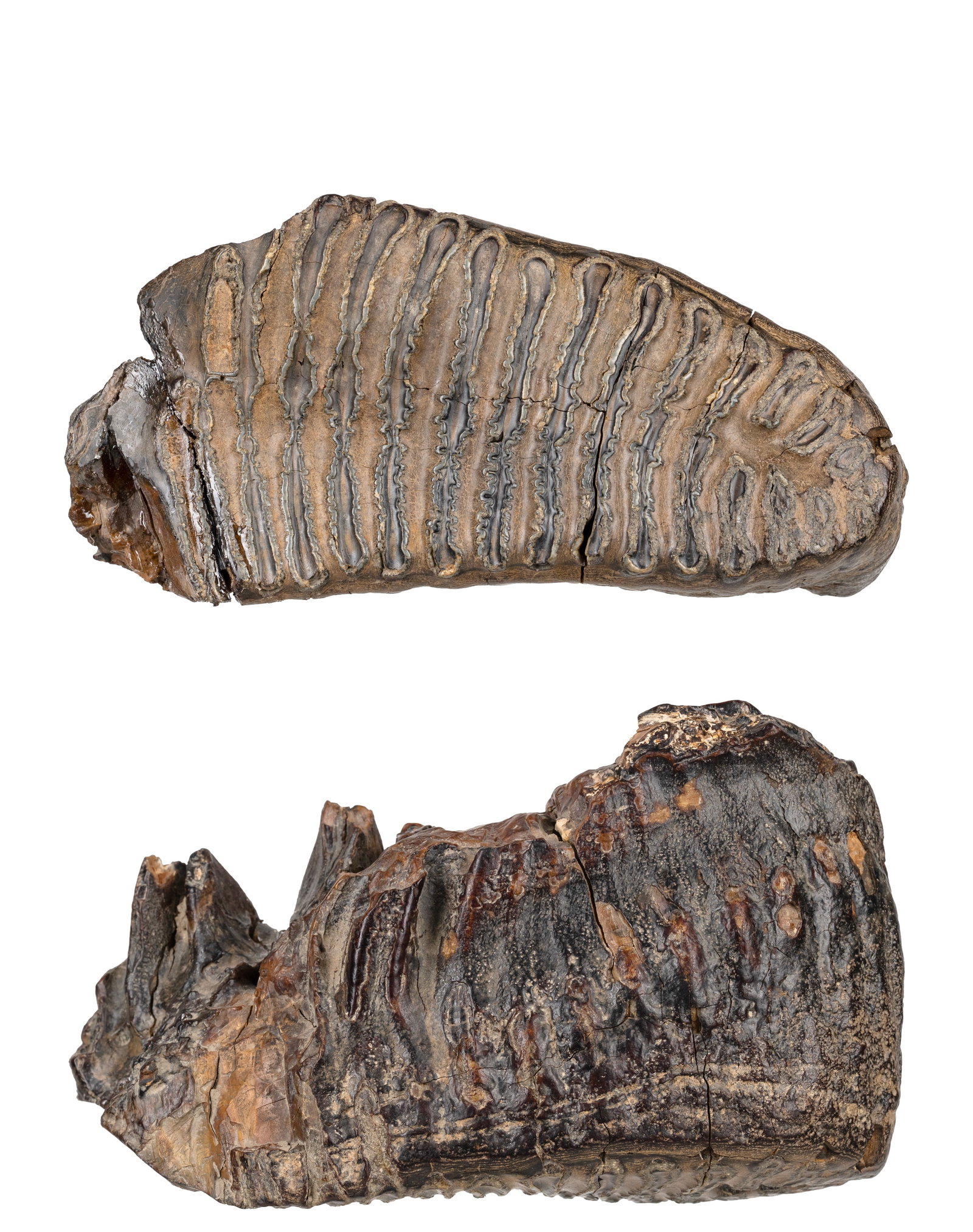 2 fossil Mammoth Teeth - 2