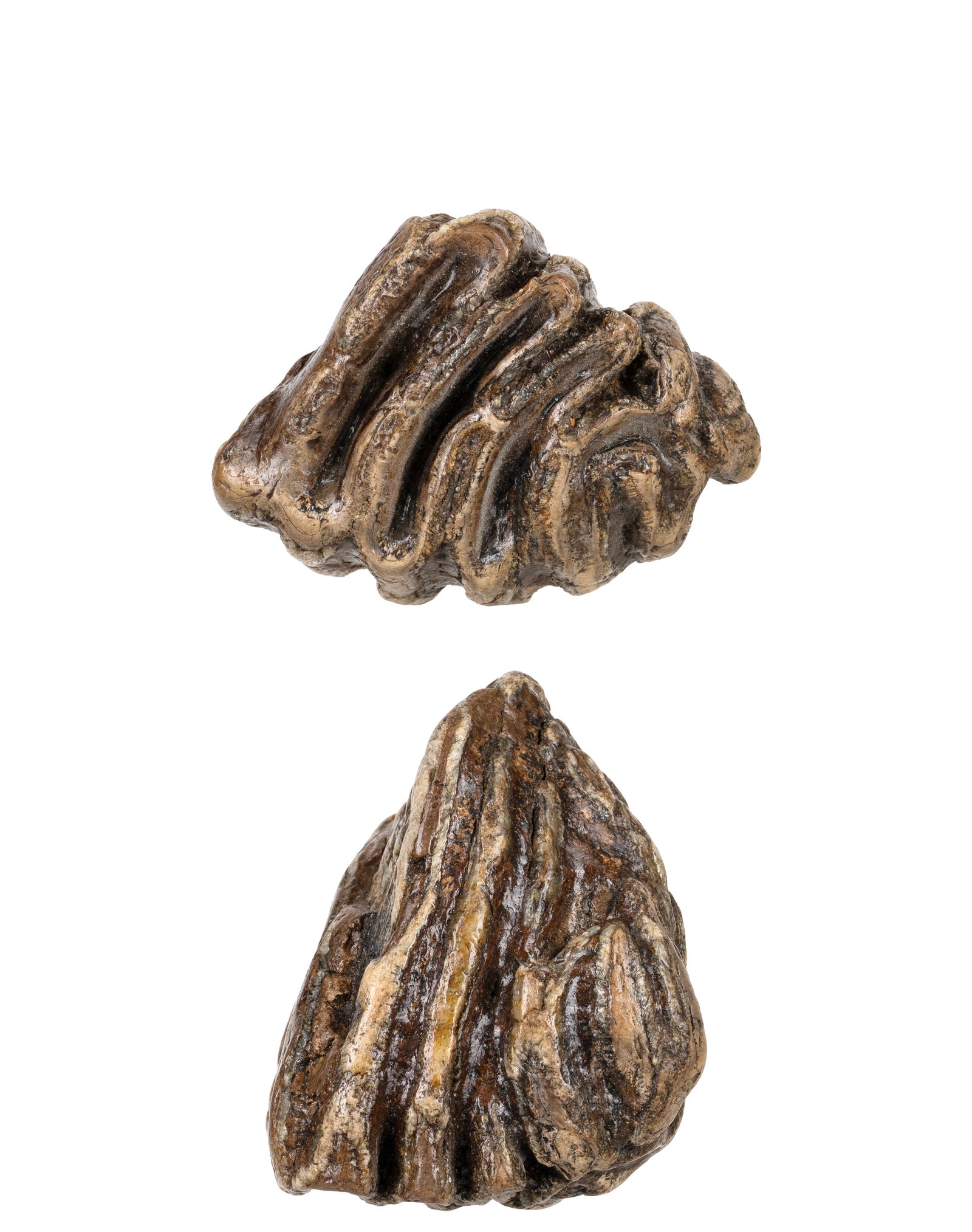 2 fossil Mammoth Teeth - 3