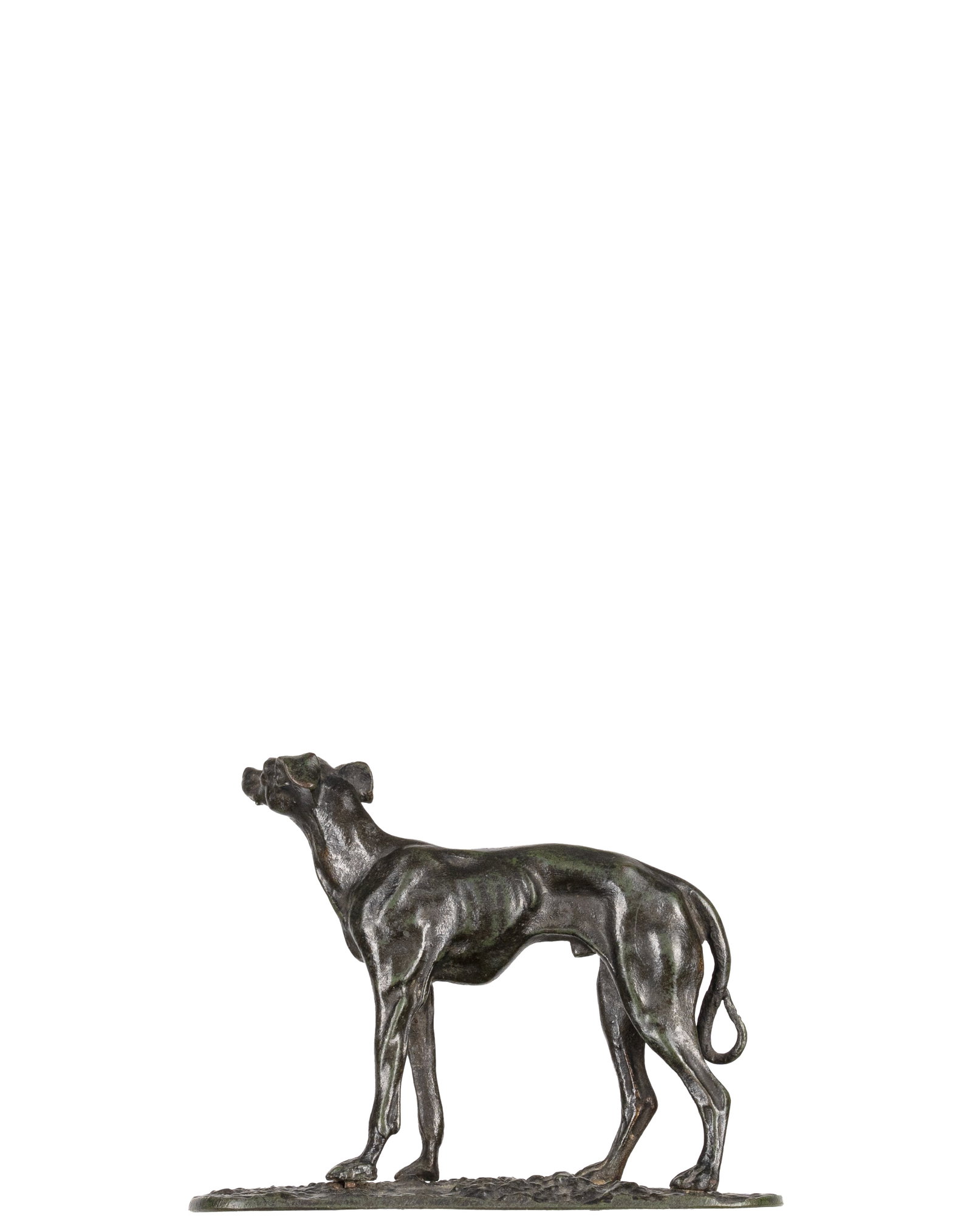Inconnu / Unknown - Dog - 2