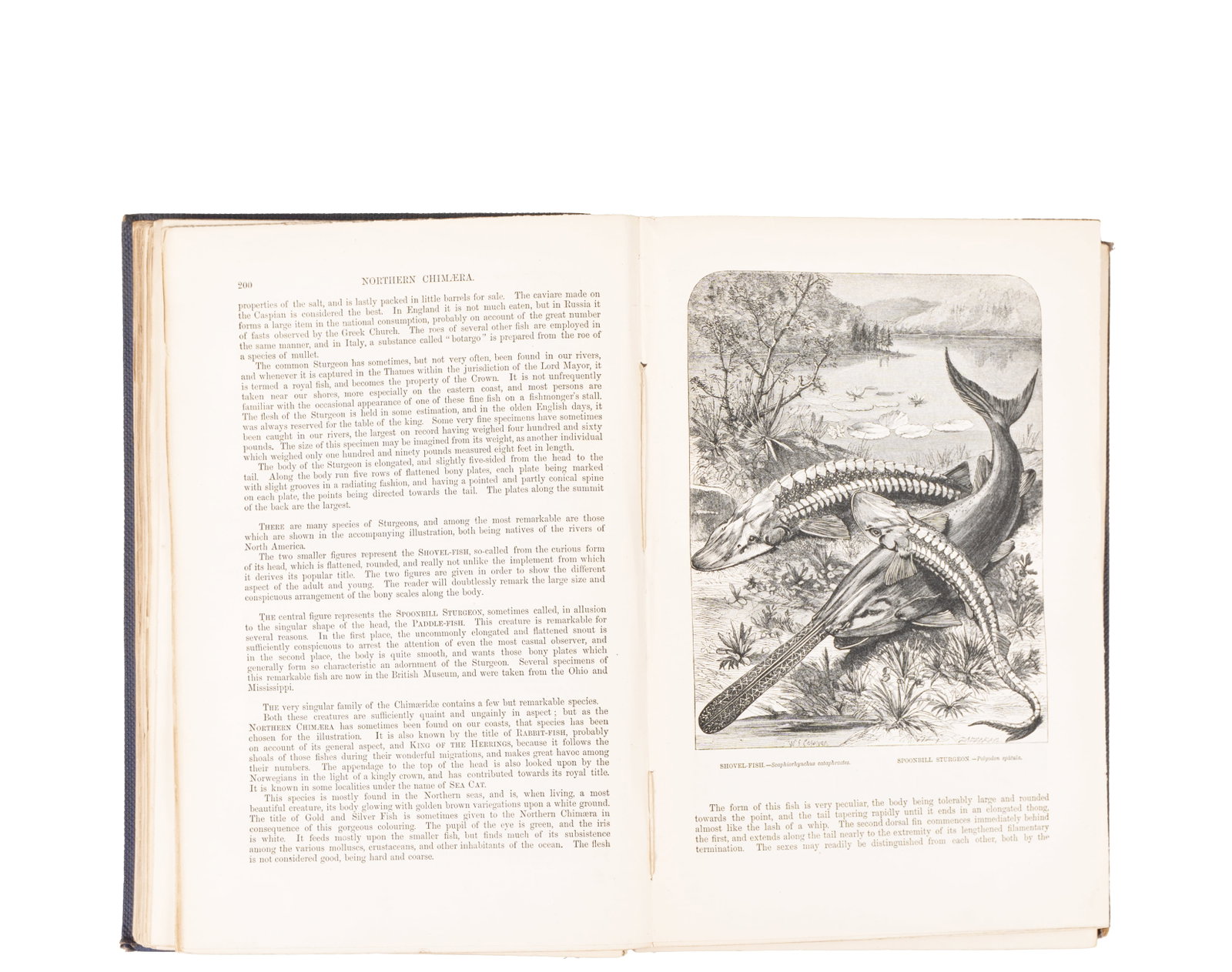 Wood, John-George - The illustrated natural history - 1863 - 2