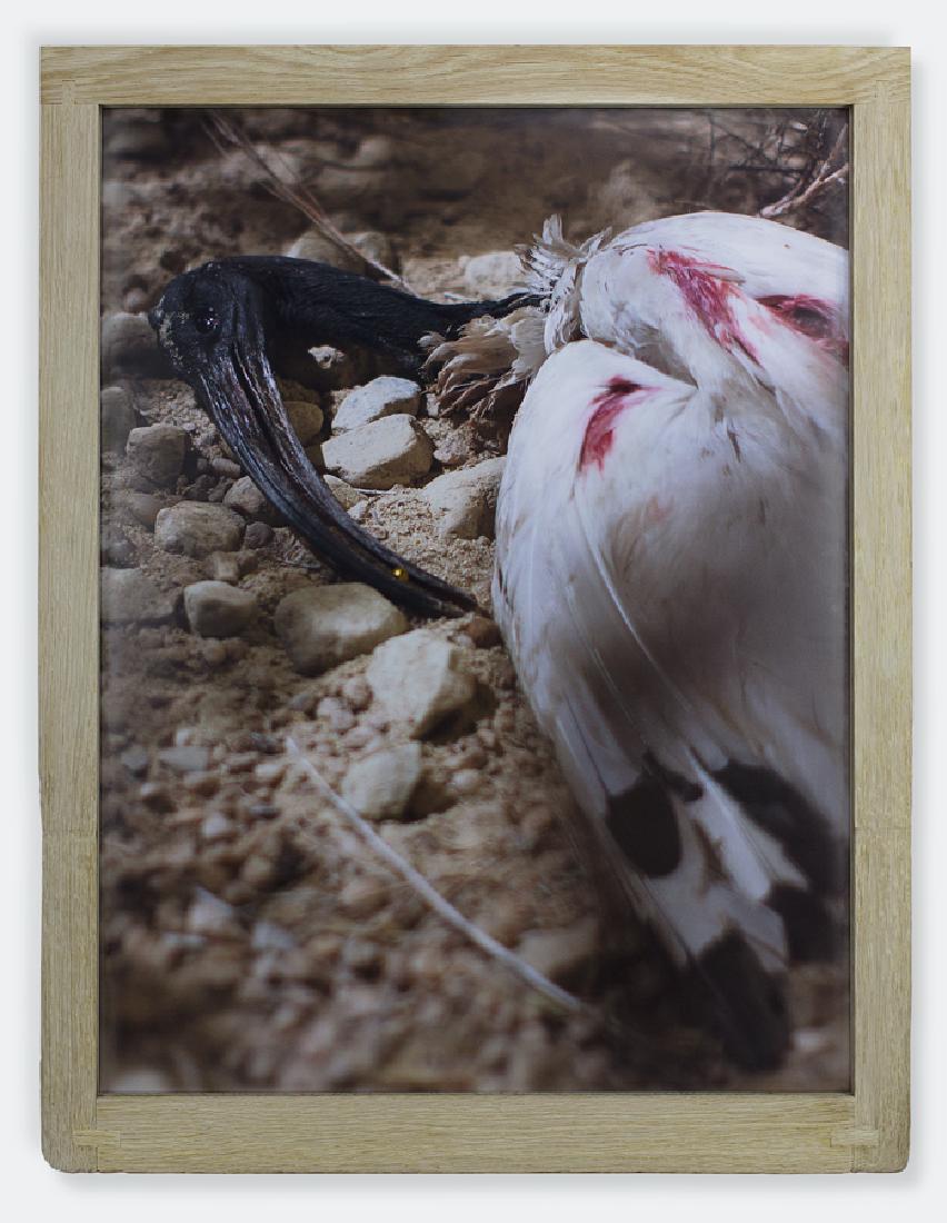 Matthew Barney River of No Return (2014): Lot 25 Matthew Barney (b. 1967) River of No Return (2014) digital C-print in artist made frame molded artsist's stamp frame verso from the edition of 10 frame: 49 x 37 inches CONDITIO