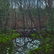 Neil Welliver - Untitled (beaver pond)