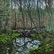 Neil Welliver - Untitled (beaver pond) - 3