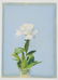 Unknown Artist - Group, two (2) Pink and white flowers - 2