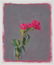 Unknown Artist - Group, two (2) Pink and white flowers - 4