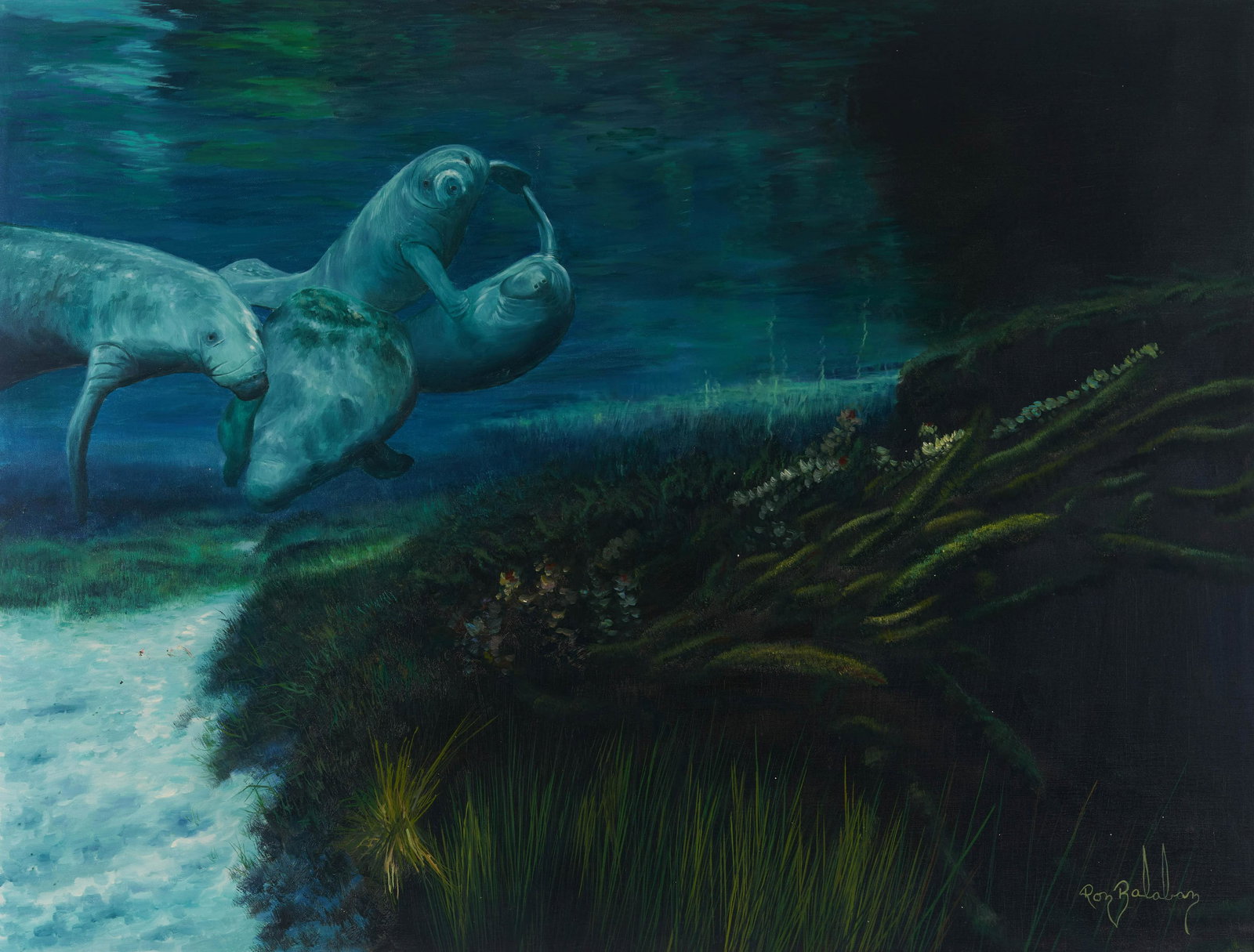 Ron Balaban - Manatees (1 of 2)