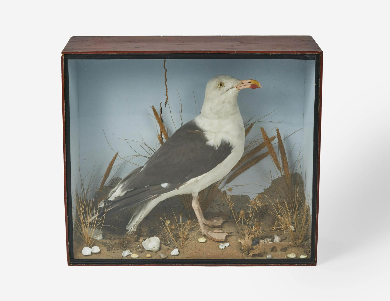 Unknown Artist - Seagull Diorama: Lot 53 Unknown Artist (XX/XXI) Seagull Diorama taxidermy seagull, sand, shells and grass in wooden case with glass cover 21 x 23 3/4 x 8 7/8 inches Provenance: From a private collection
