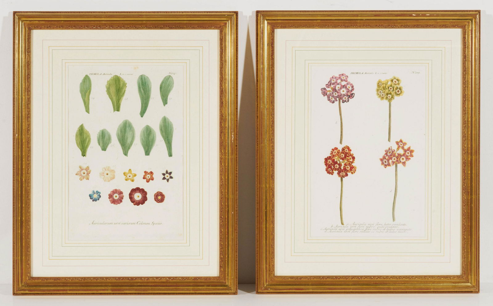 Artist Unknown - Botanical Engravings (2) (1 of 3)