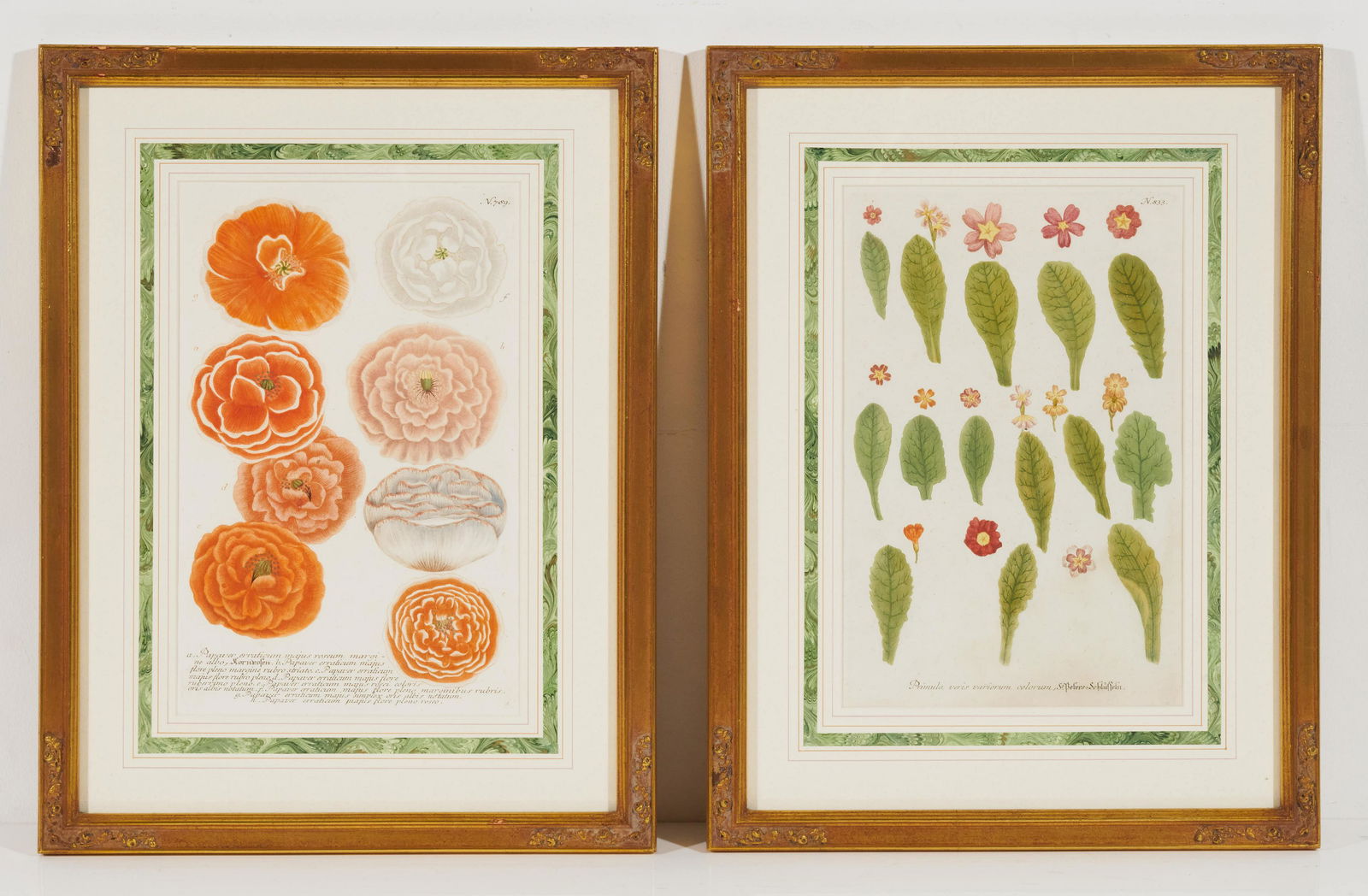 Unknown Artist - Botanical Engravings (2) (1 of 3)