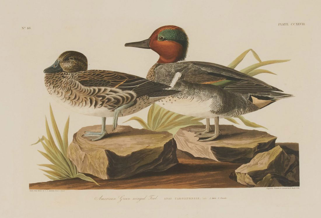 after John James Audubon-American Green Winged Teal (1 of 4)