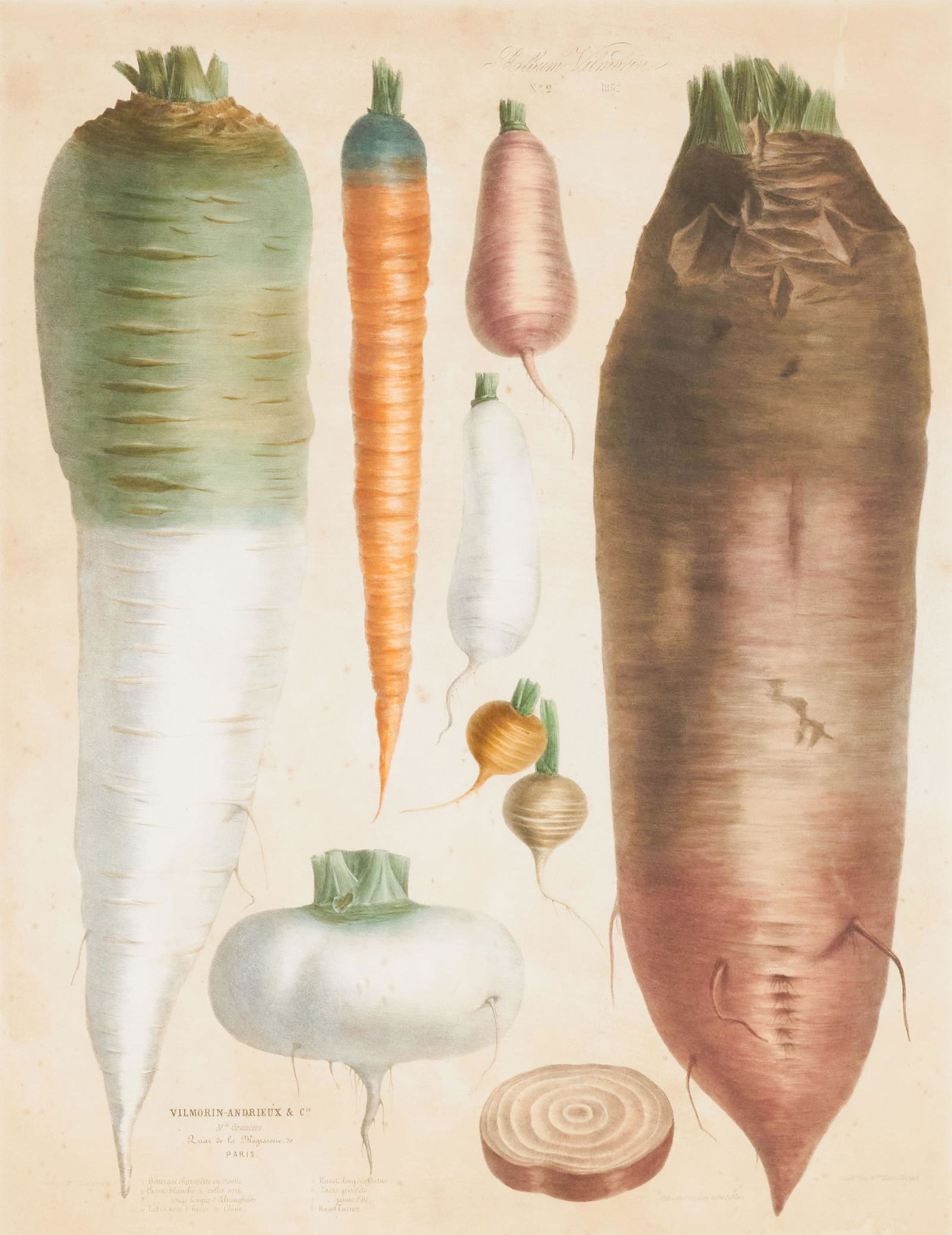Botanical Print - Carrots, Turnips, Root Vegetables (1 of 4)