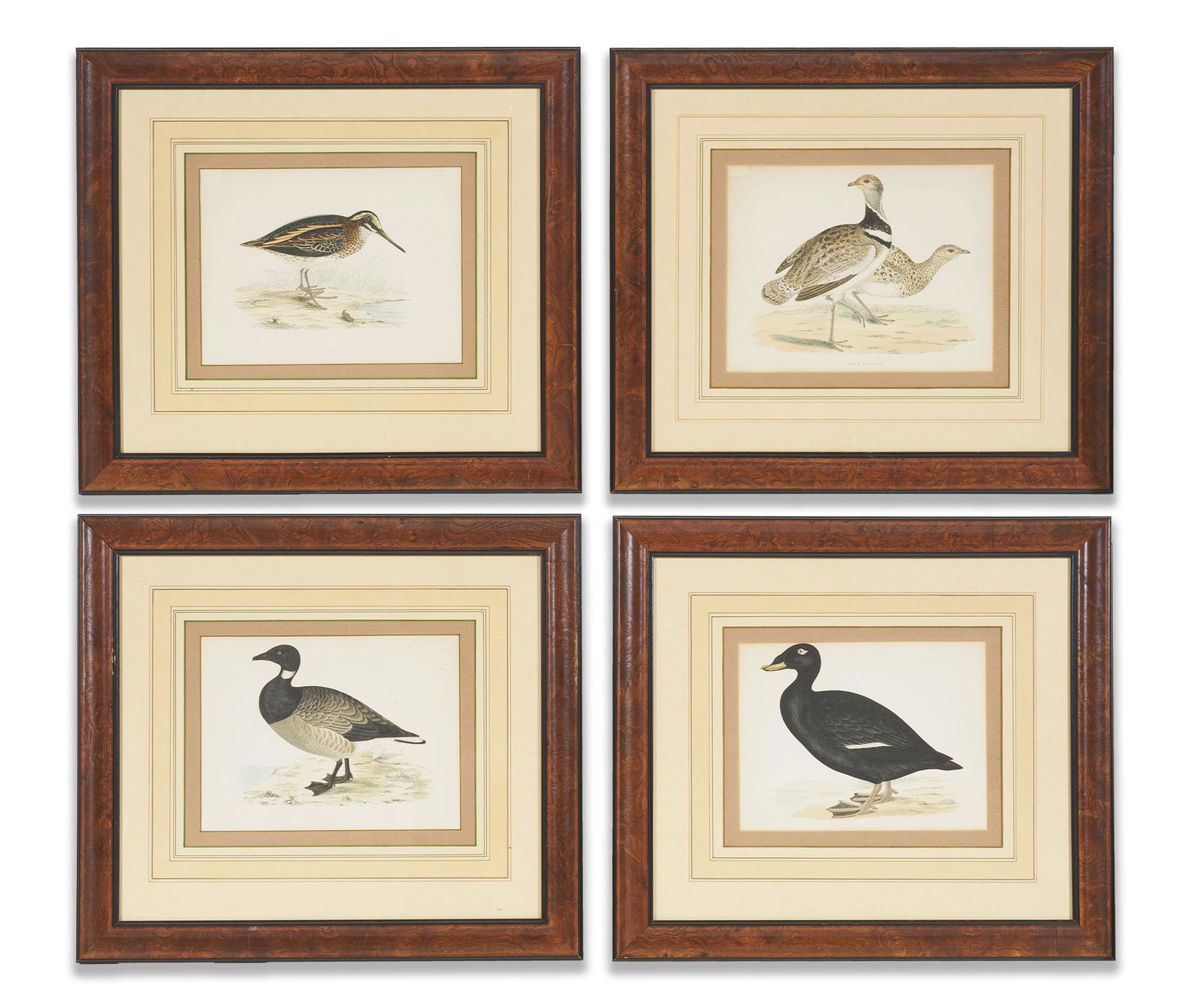 Artist Unknown - Avian Engravings (4) (1 of 5)